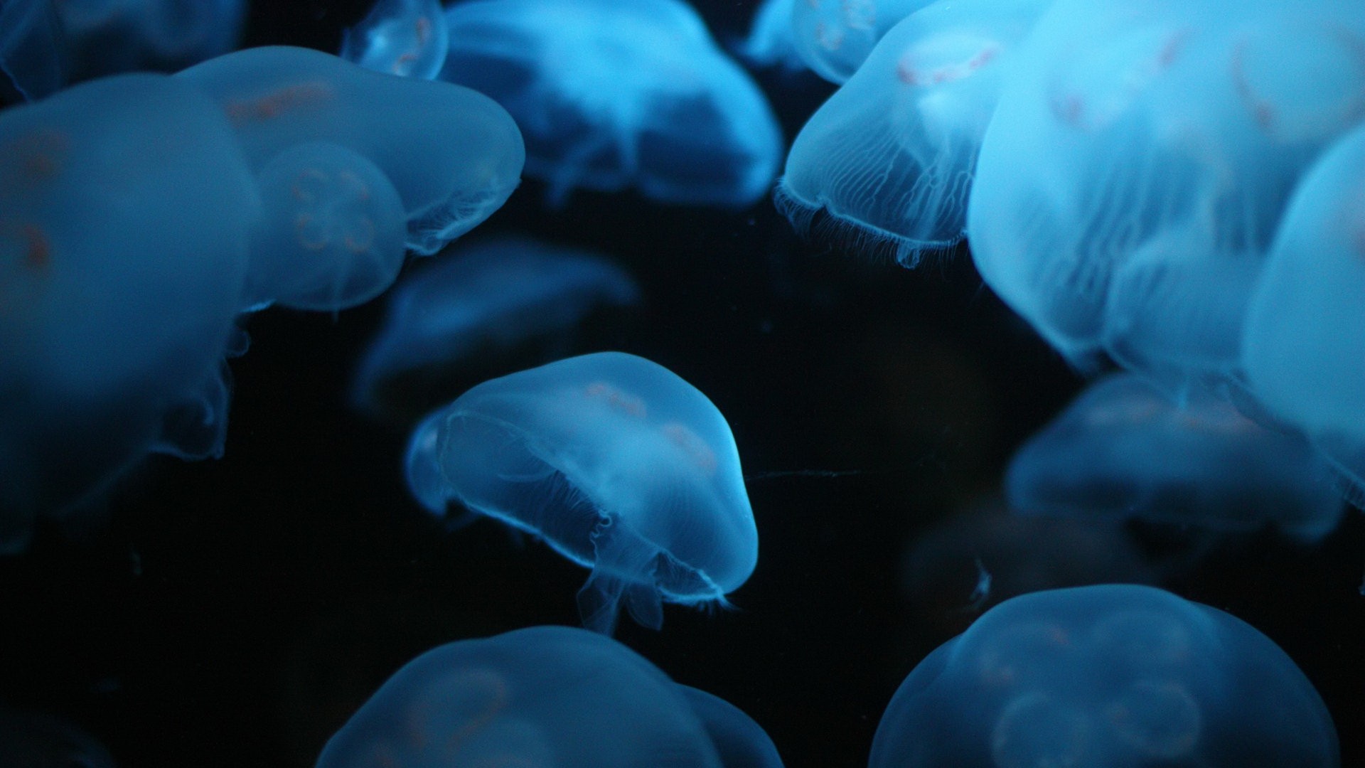 1920x1080px Live Jellyfish Wallpaper - Hd Wallpapers 1080p Live , HD Wallpaper & Backgrounds
