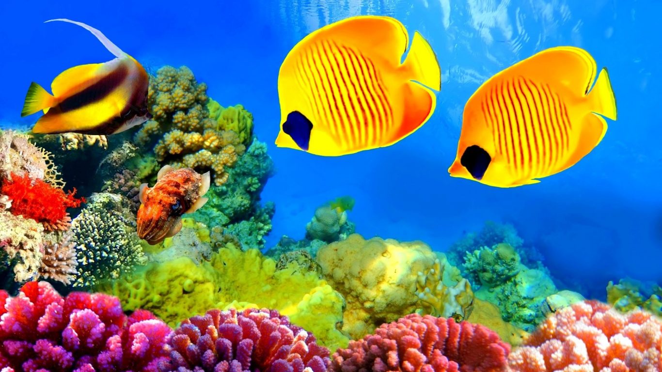 Freshwater Fish Live Wallpaper Fishes Nature Ocean - Great Barrier Reef Englisch Wildlife , HD Wallpaper & Backgrounds
