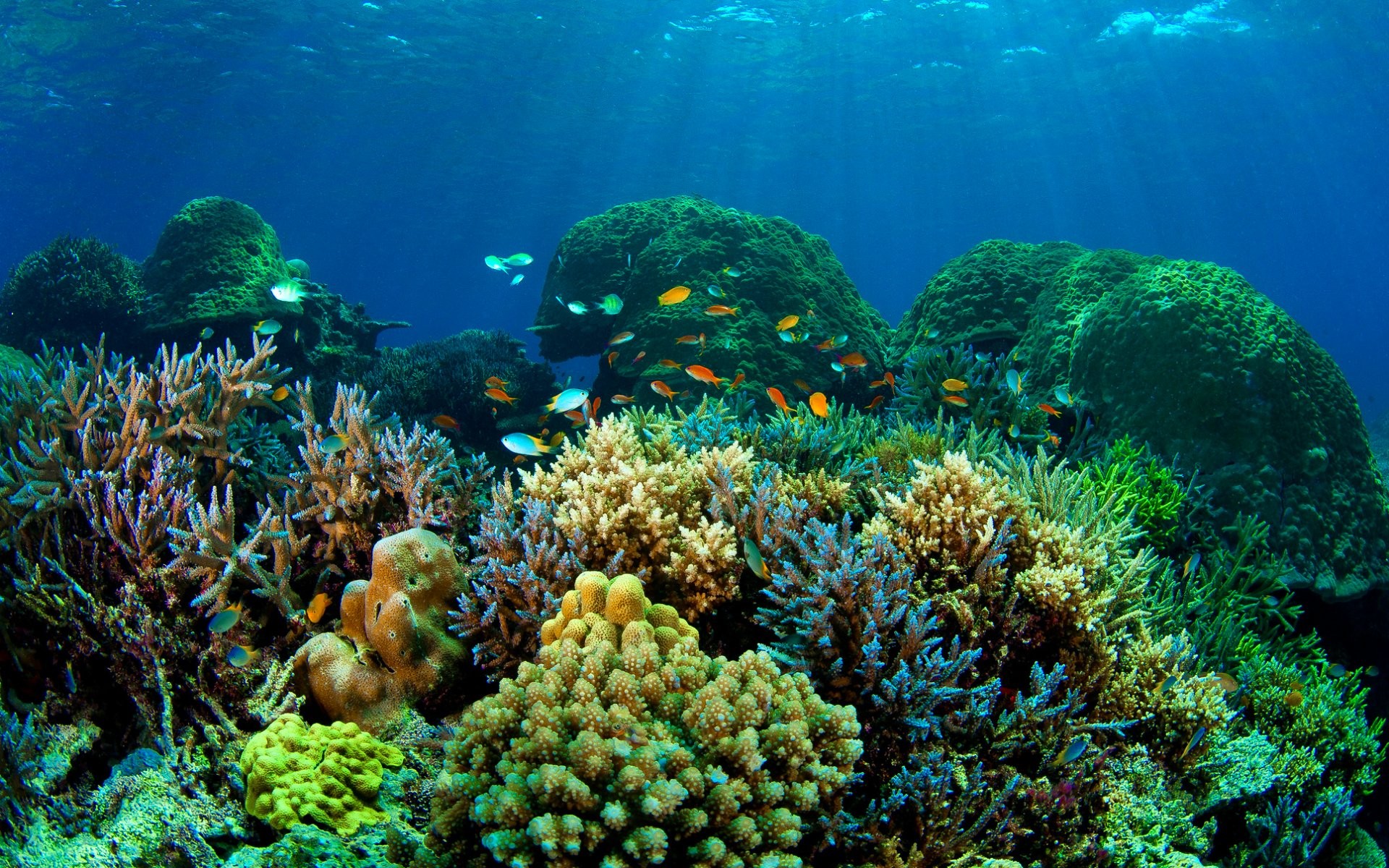 Fishes Sea Nature Sealife Fish Underwater Ocean Koi - Coral Reef , HD Wallpaper & Backgrounds