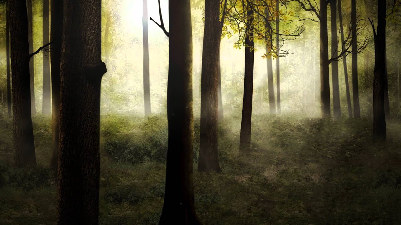 Bosques Tenebrosos Full Hd , HD Wallpaper & Backgrounds