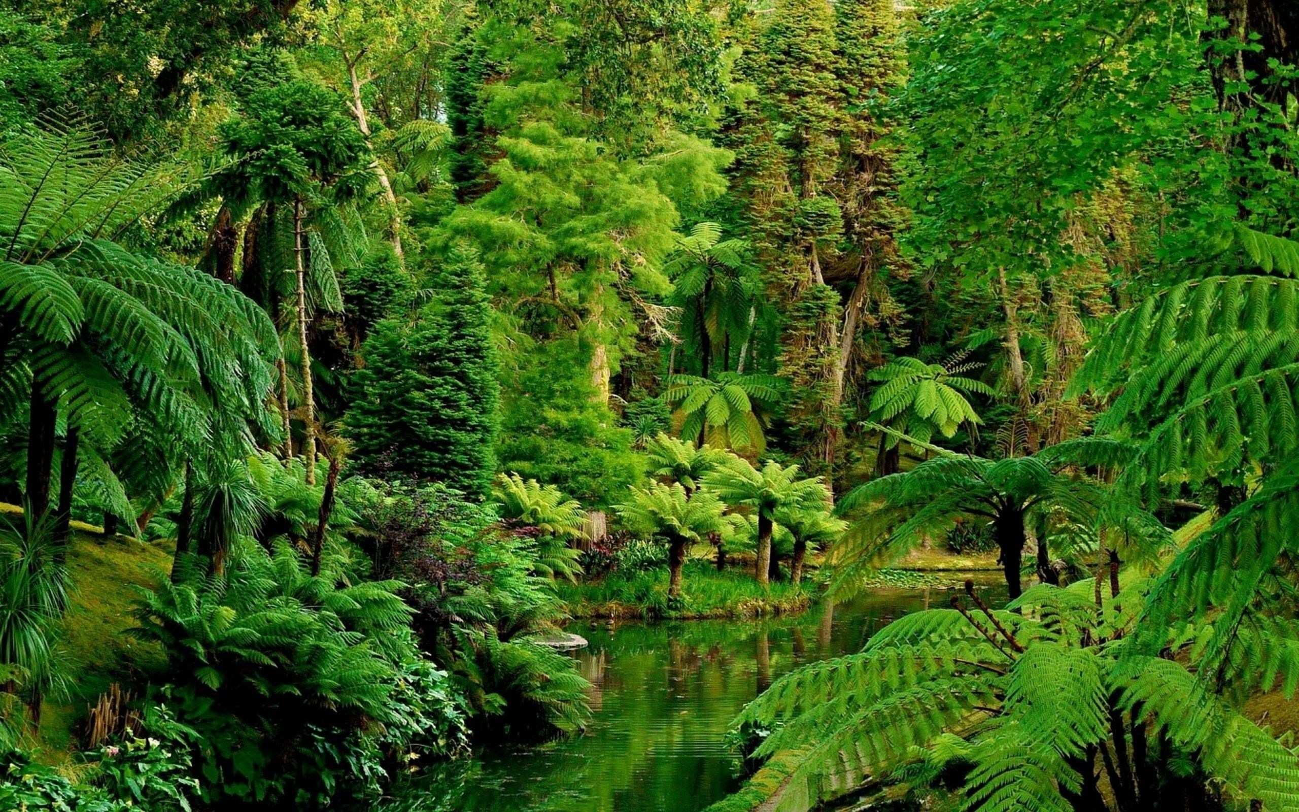 Forest Jungle (#417112) - HD Wallpaper ...