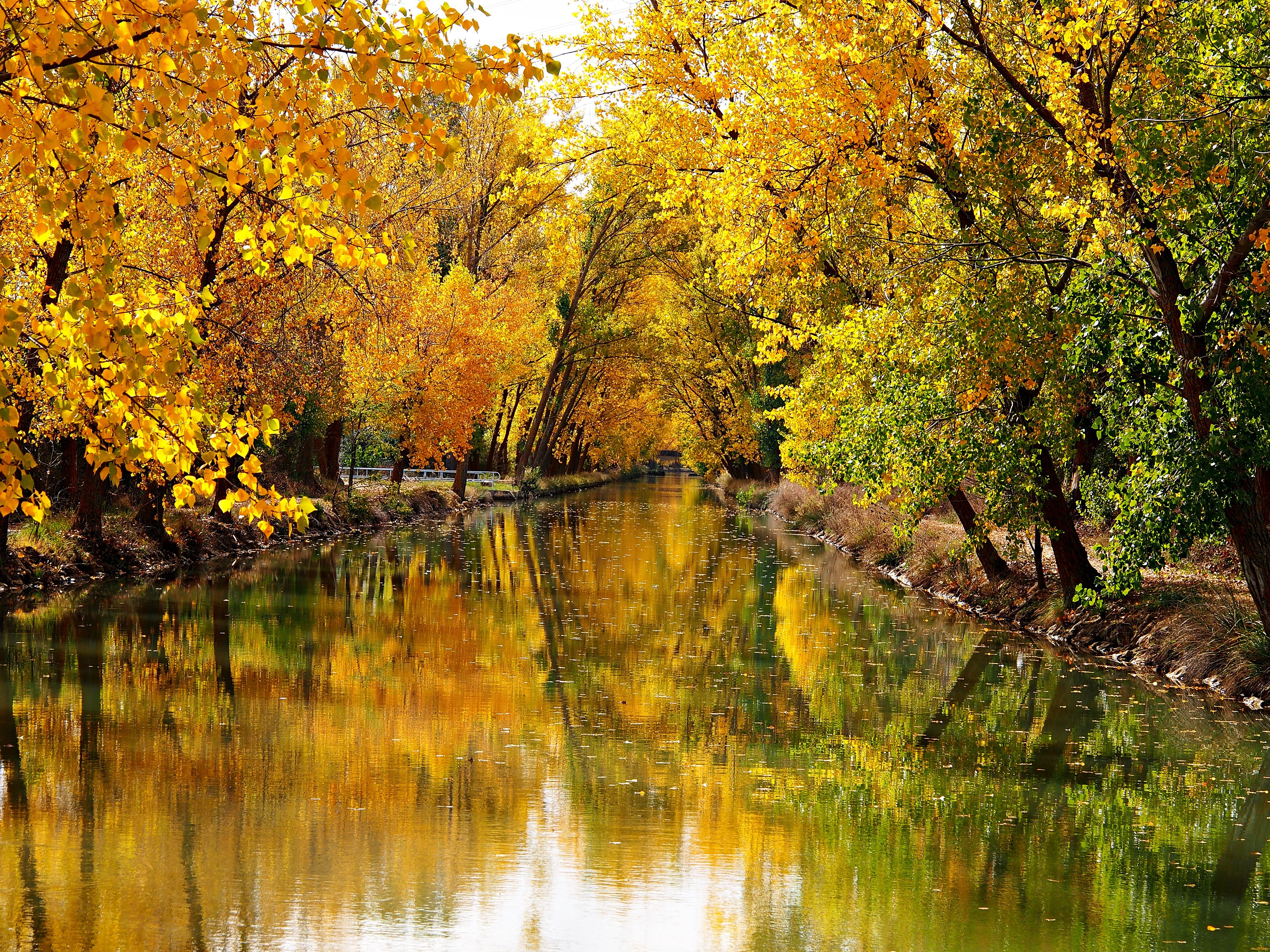 Leaf Landscape Nature Forest Tree Autumn Fall Leaves - Hd Photo Of Scene , HD Wallpaper & Backgrounds