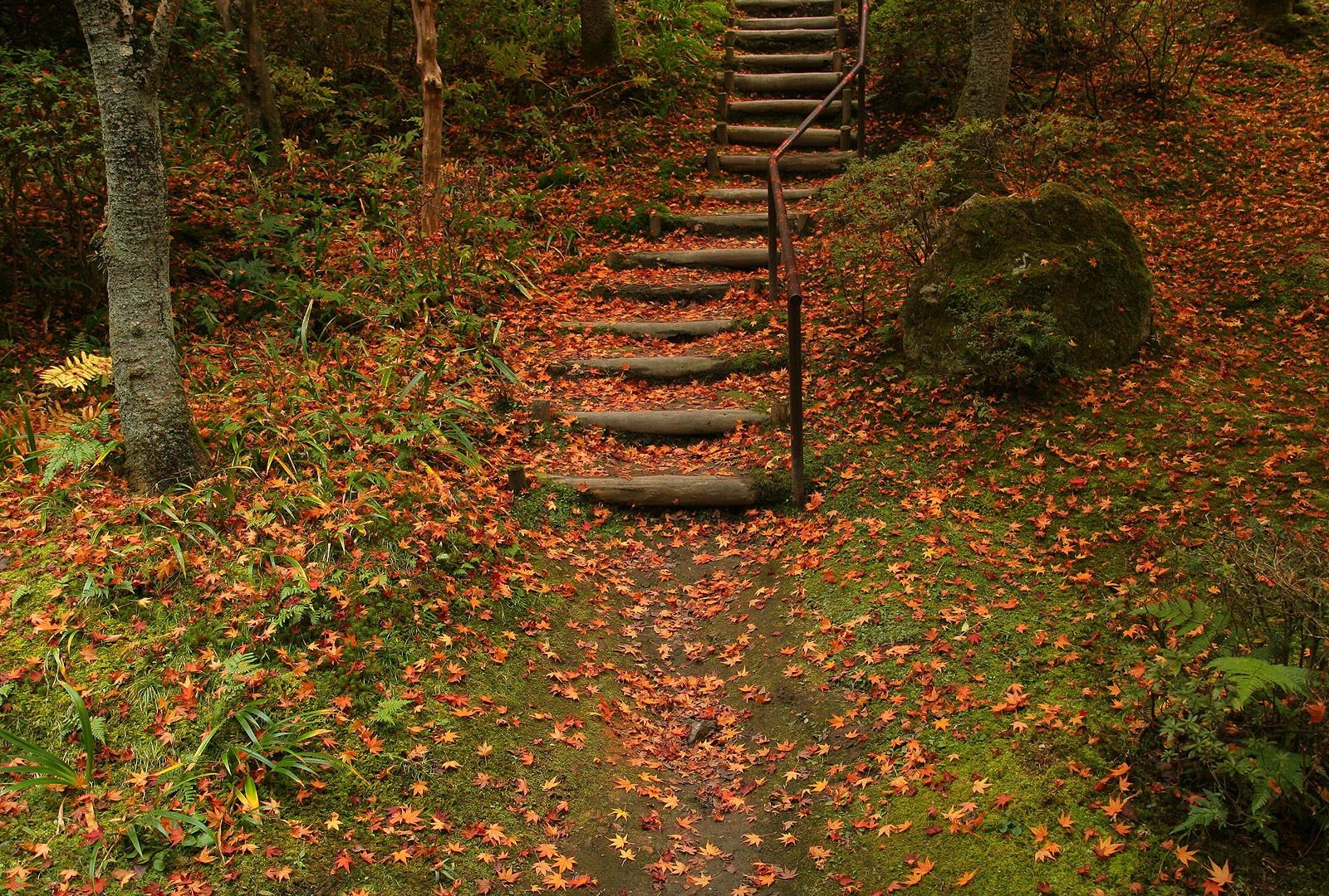 Secret Autumn Location Leafs Stairs Green Forest Hd - New Location Wallpaper Hd , HD Wallpaper & Backgrounds