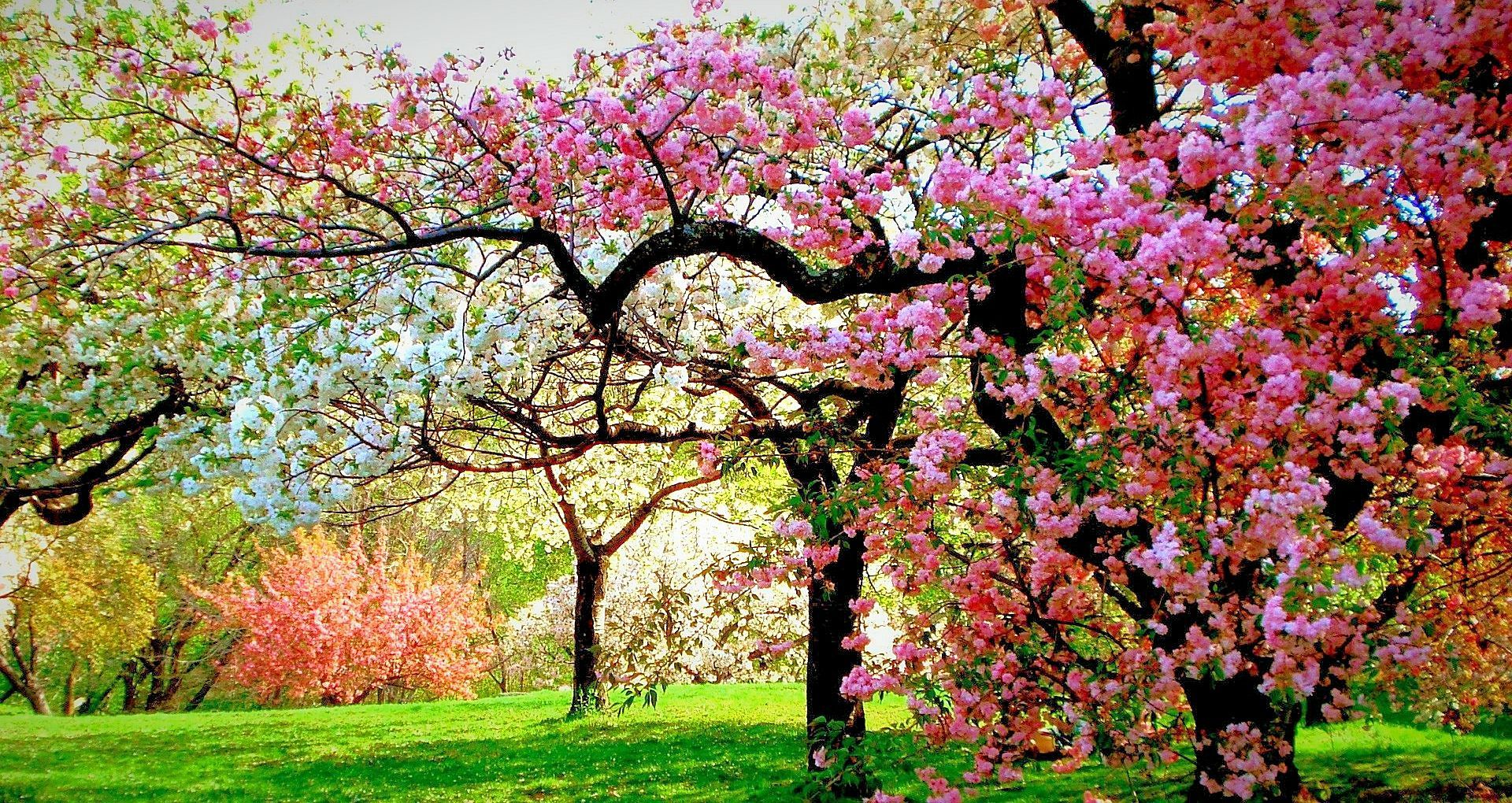 Years Old Tree Fields Nature Austria Fullscreen Wallpaper - Beautiful Springtime , HD Wallpaper & Backgrounds