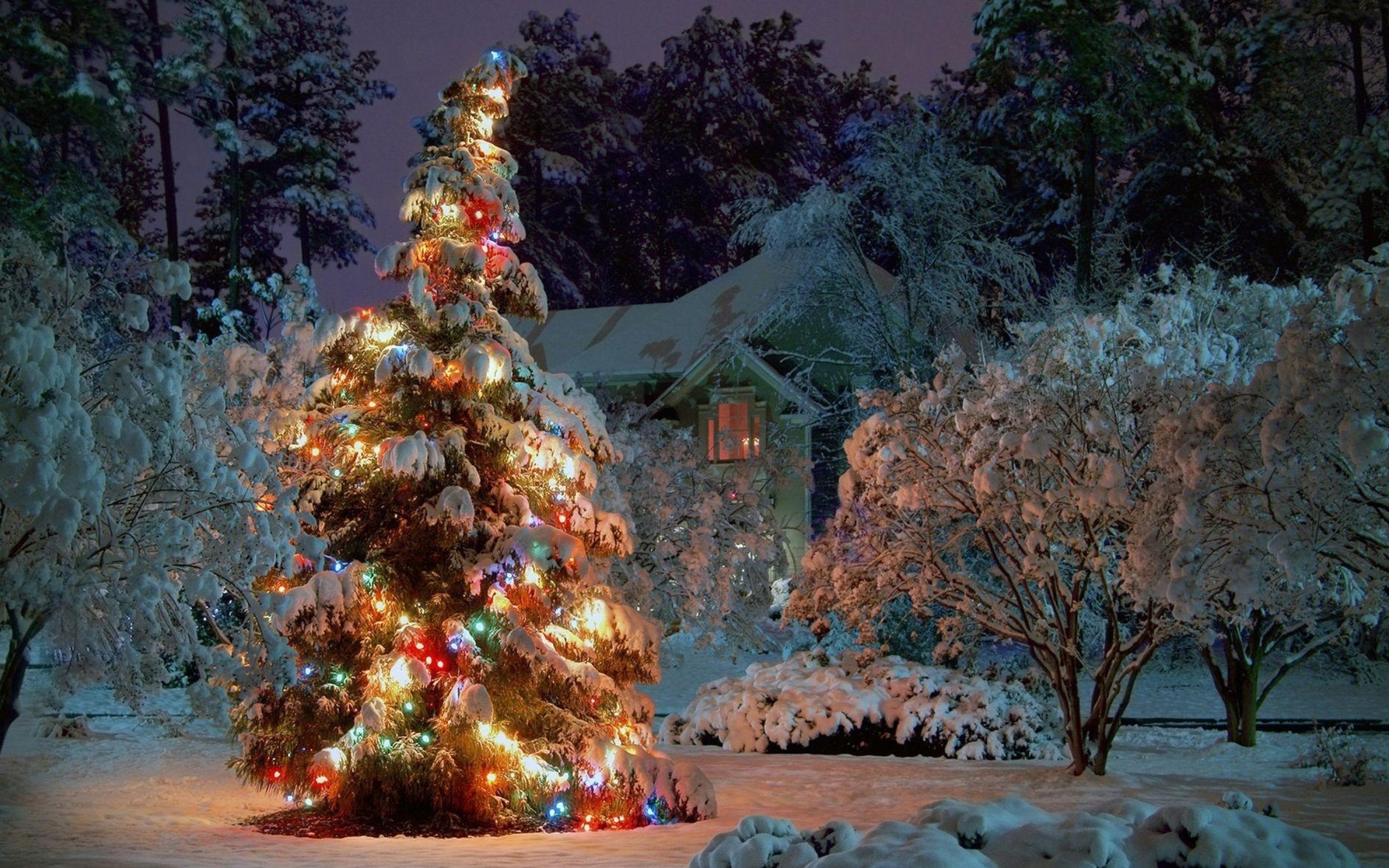 Wallpaper - Christmas Tree , HD Wallpaper & Backgrounds
