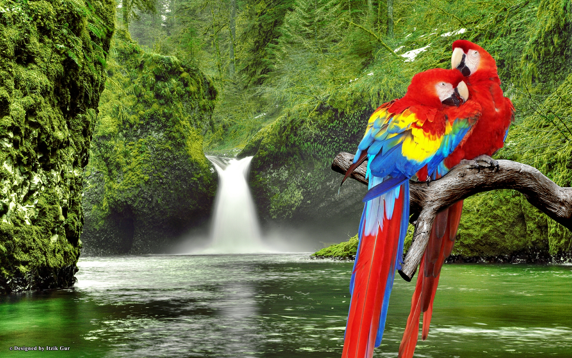 Macaw Parrots Hd Desktop Wallpaper Hd Latest Wallpapers , HD Wallpaper & Backgrounds
