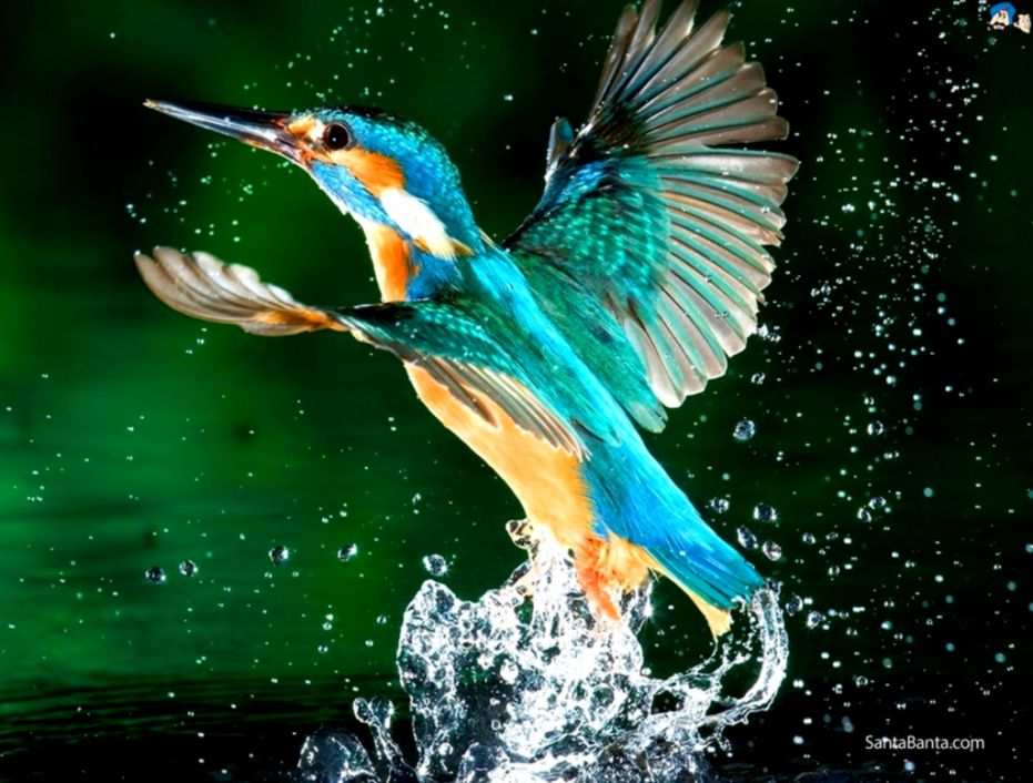 Full Hd Wide Nature Wallpapers & Images I Beautiful - Kingfisher Bird Hd , HD Wallpaper & Backgrounds
