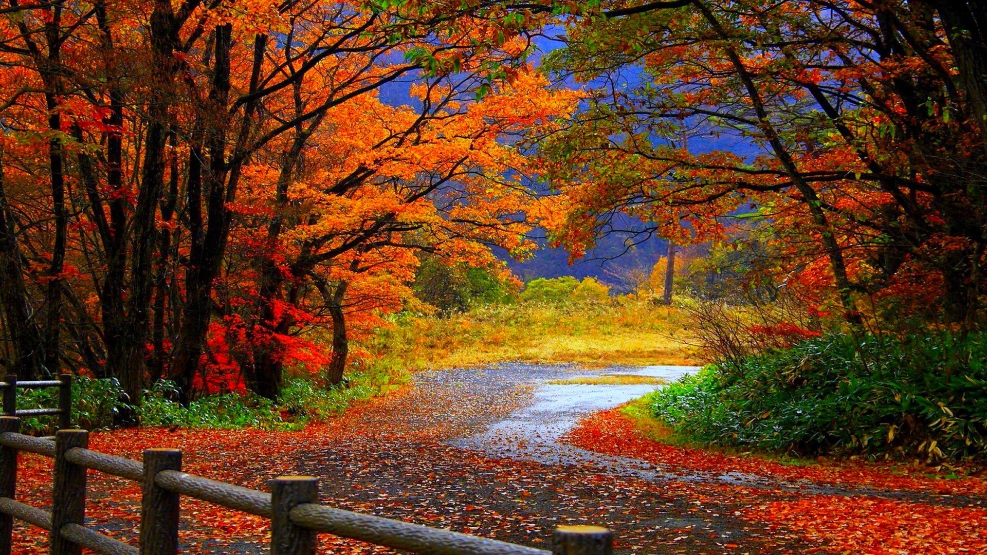Autumn Forest Hd Wallpaper - Fall Scenes , HD Wallpaper & Backgrounds