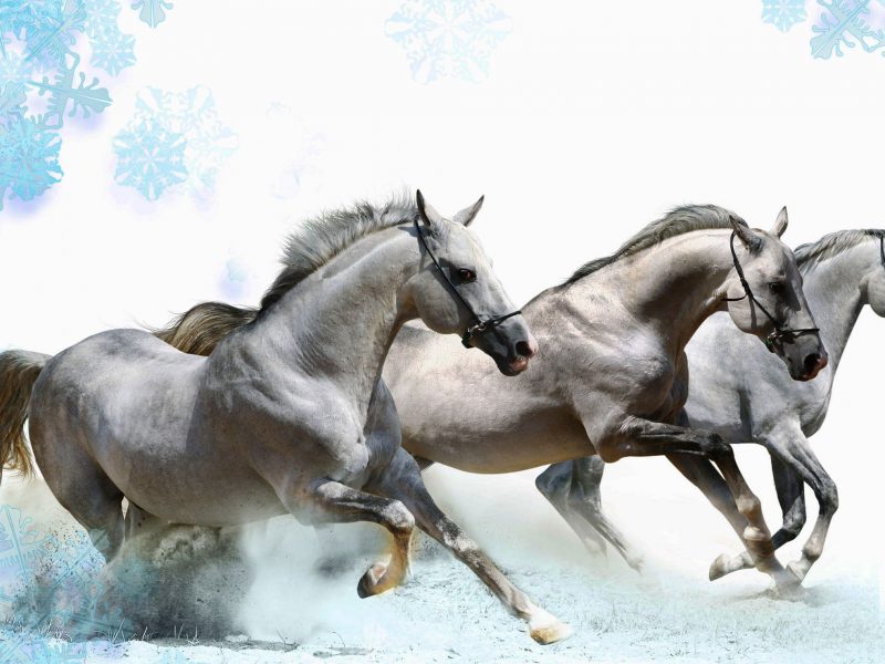 Running White Horse Live Wallpaper - Running Horses Pictures As Per Vastu , HD Wallpaper & Backgrounds