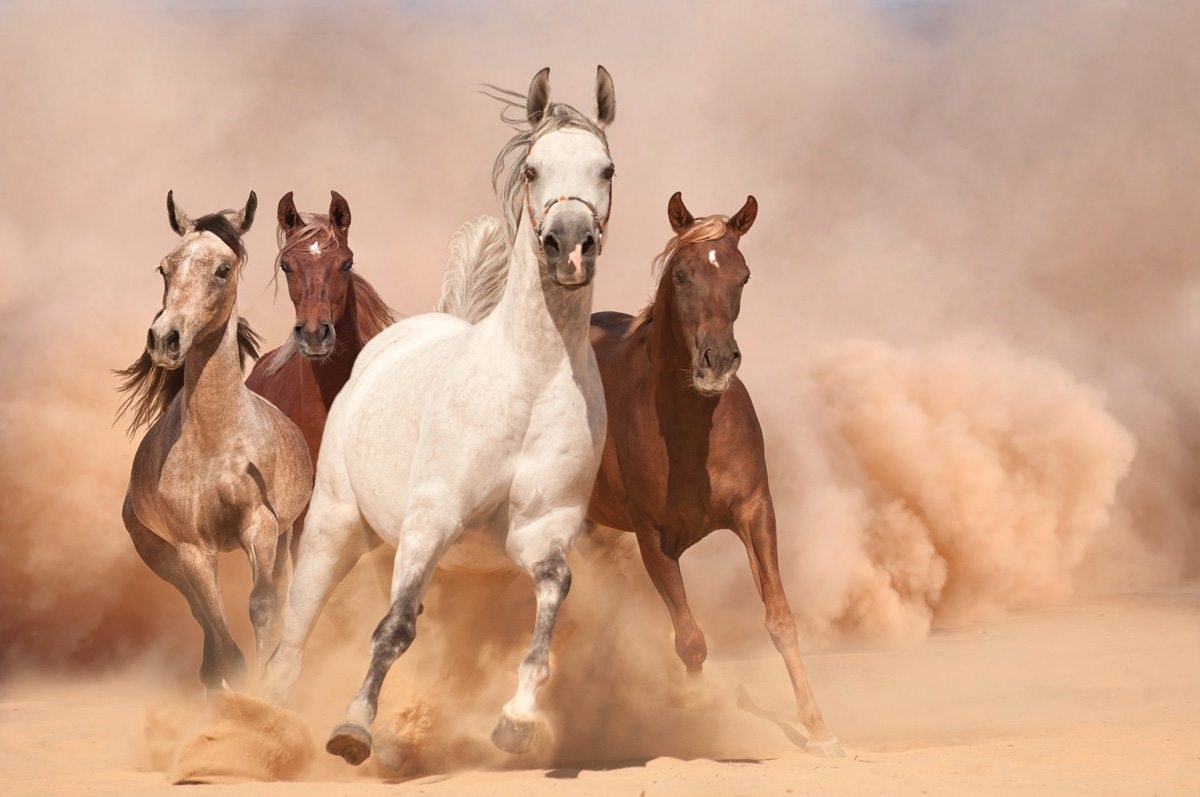 Best Running Horses Wallpaper - Four Horses , HD Wallpaper & Backgrounds