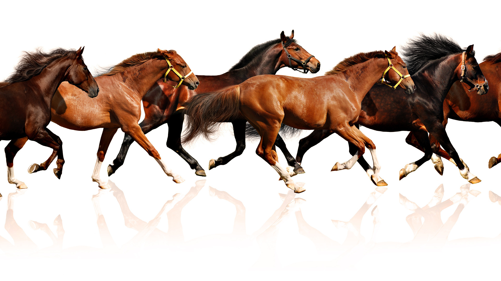 Running Horses Wallpaper , HD Wallpaper & Backgrounds