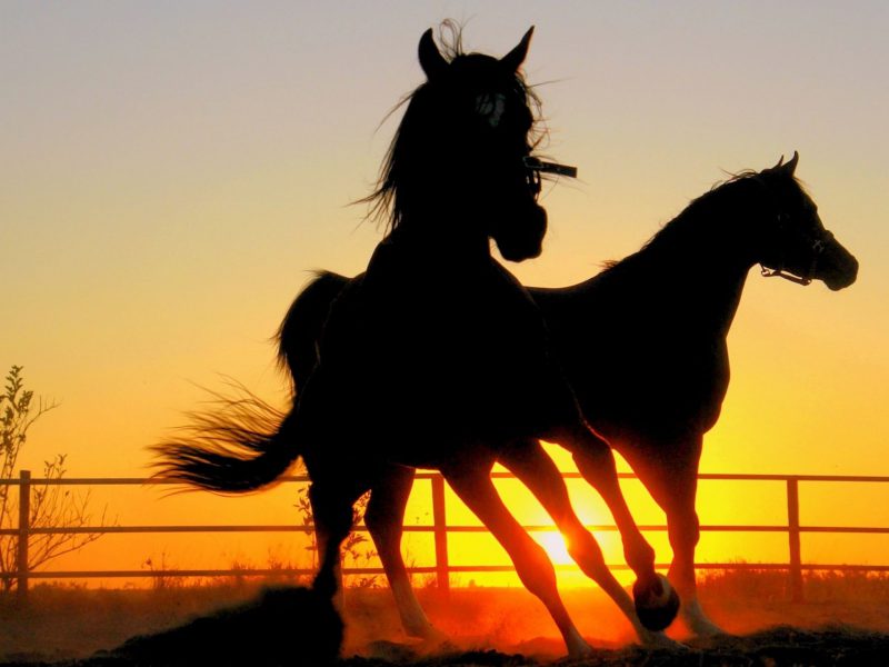 Running Horses Wallpaper - Cool Horse , HD Wallpaper & Backgrounds