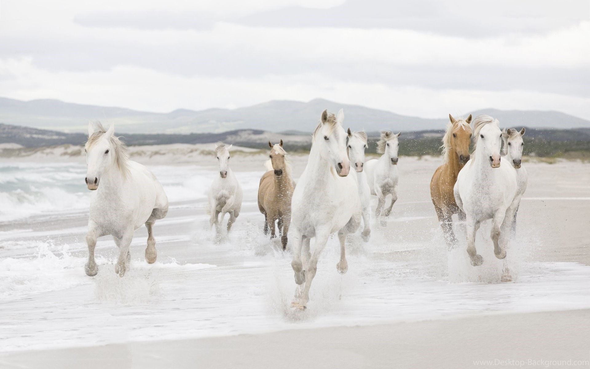 Widescreen - Group Of Horse Running , HD Wallpaper & Backgrounds