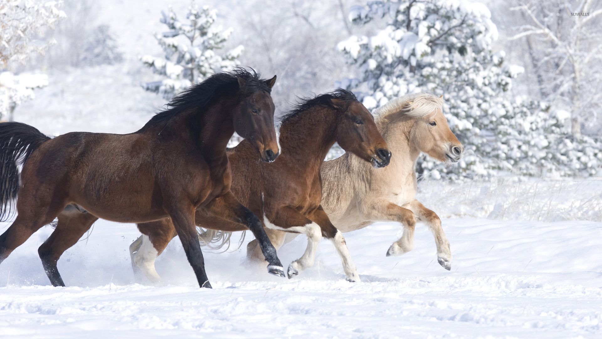 Horses Enjoying A Beautiful Winter Day Wallpaper - Horses In Snow Beautiful , HD Wallpaper & Backgrounds