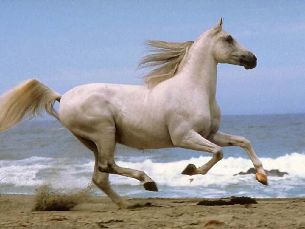 White Horse Running Desktop Wallpaper Hq - Single White Running Horse , HD Wallpaper & Backgrounds