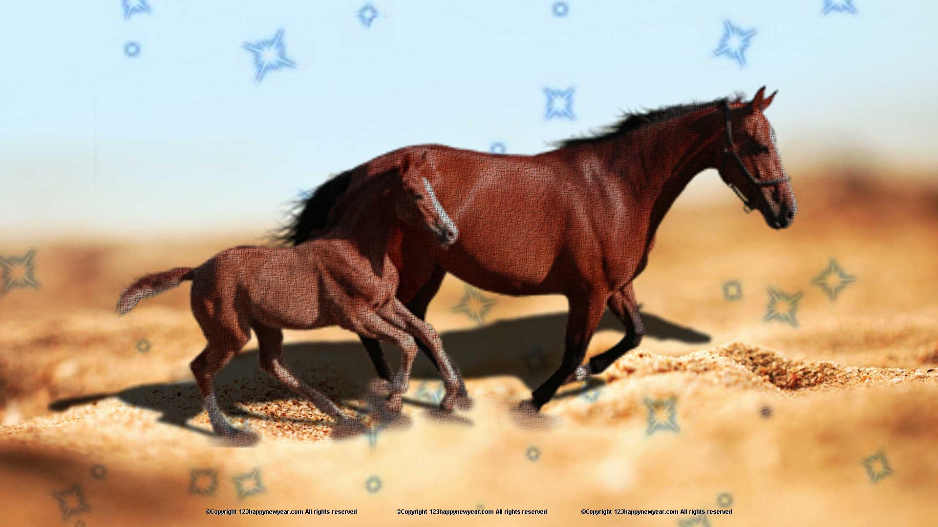 Stallion , HD Wallpaper & Backgrounds