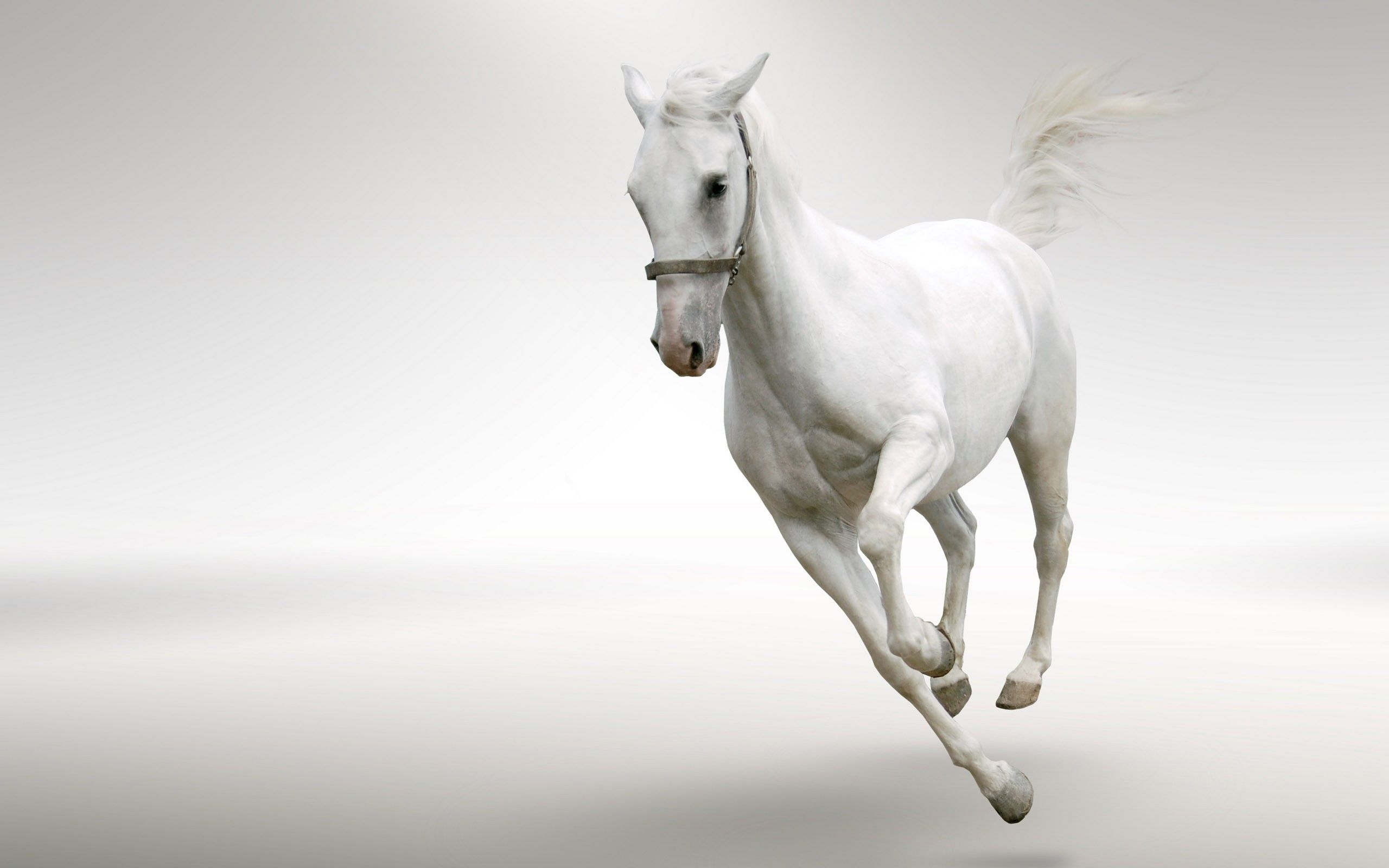 Free New Running Horses Wallpaper - White Running Horse Wallpaper Hd , HD Wallpaper & Backgrounds