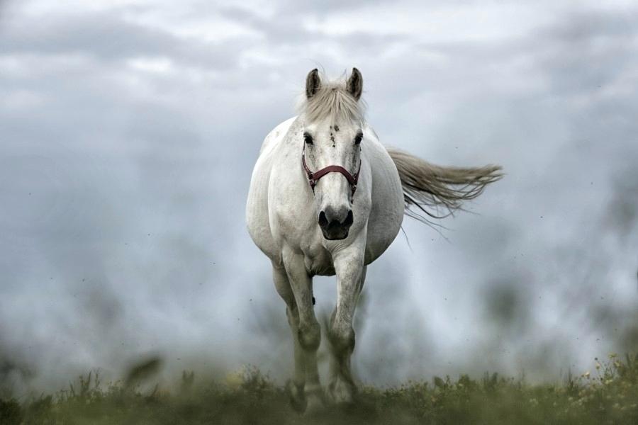Palomino Horse Wallpaper Red - Horse Photo Running Hd , HD Wallpaper & Backgrounds
