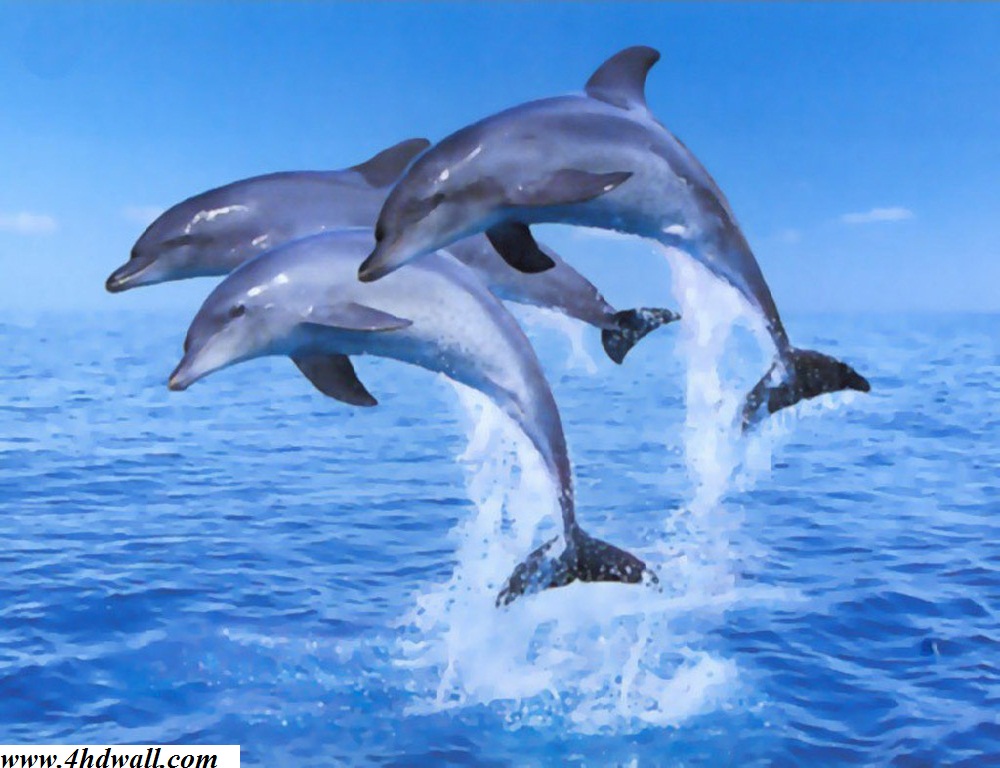 Balloon Hd Mobile Wallpapers - Dolphins Group , HD Wallpaper & Backgrounds