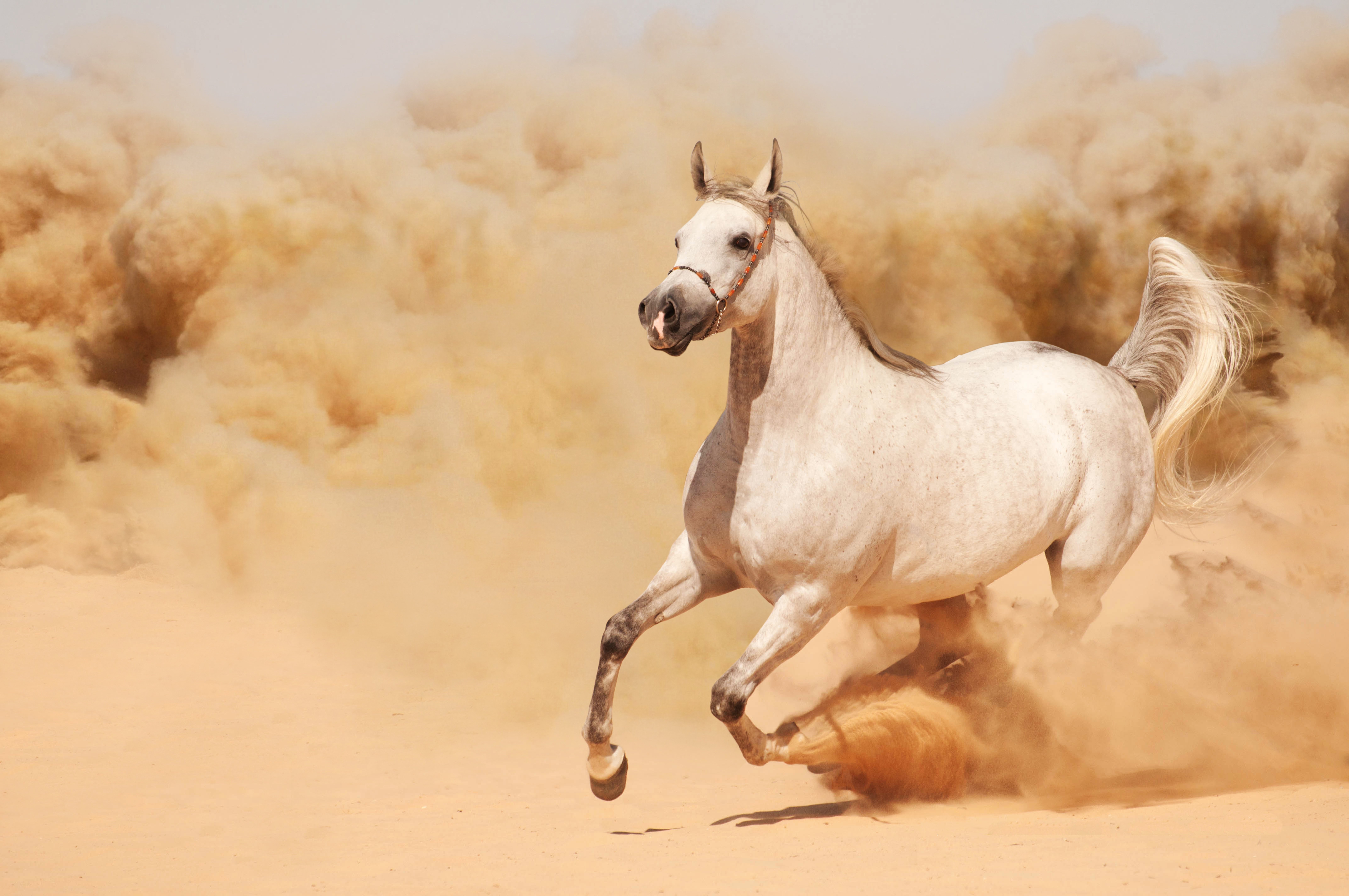 Running Horse Wallpaper , HD Wallpaper & Backgrounds
