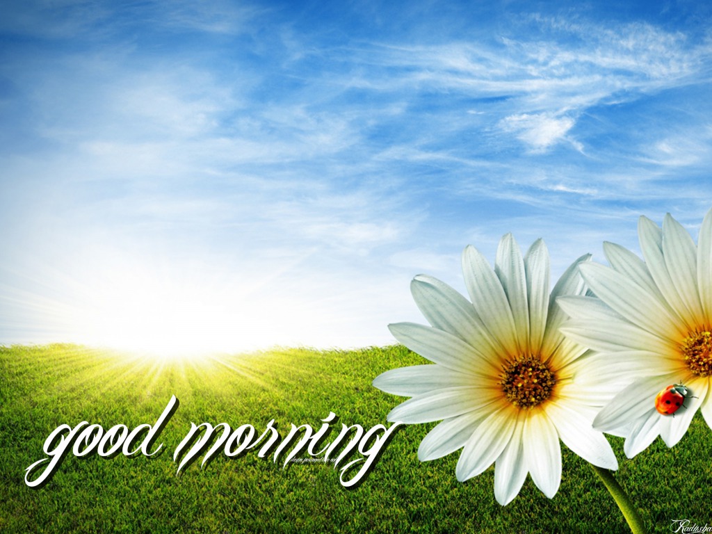 Good Morning Image Hd Quality , HD Wallpaper & Backgrounds