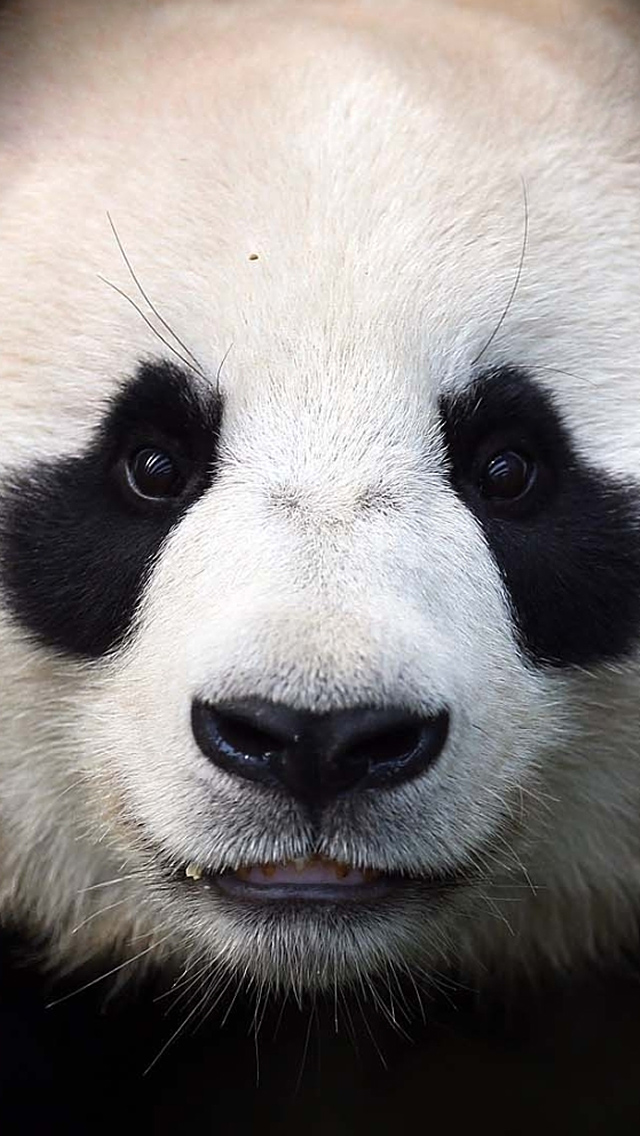 Panda Iphone Wallpaper - Panda Bear Close Up , HD Wallpaper & Backgrounds