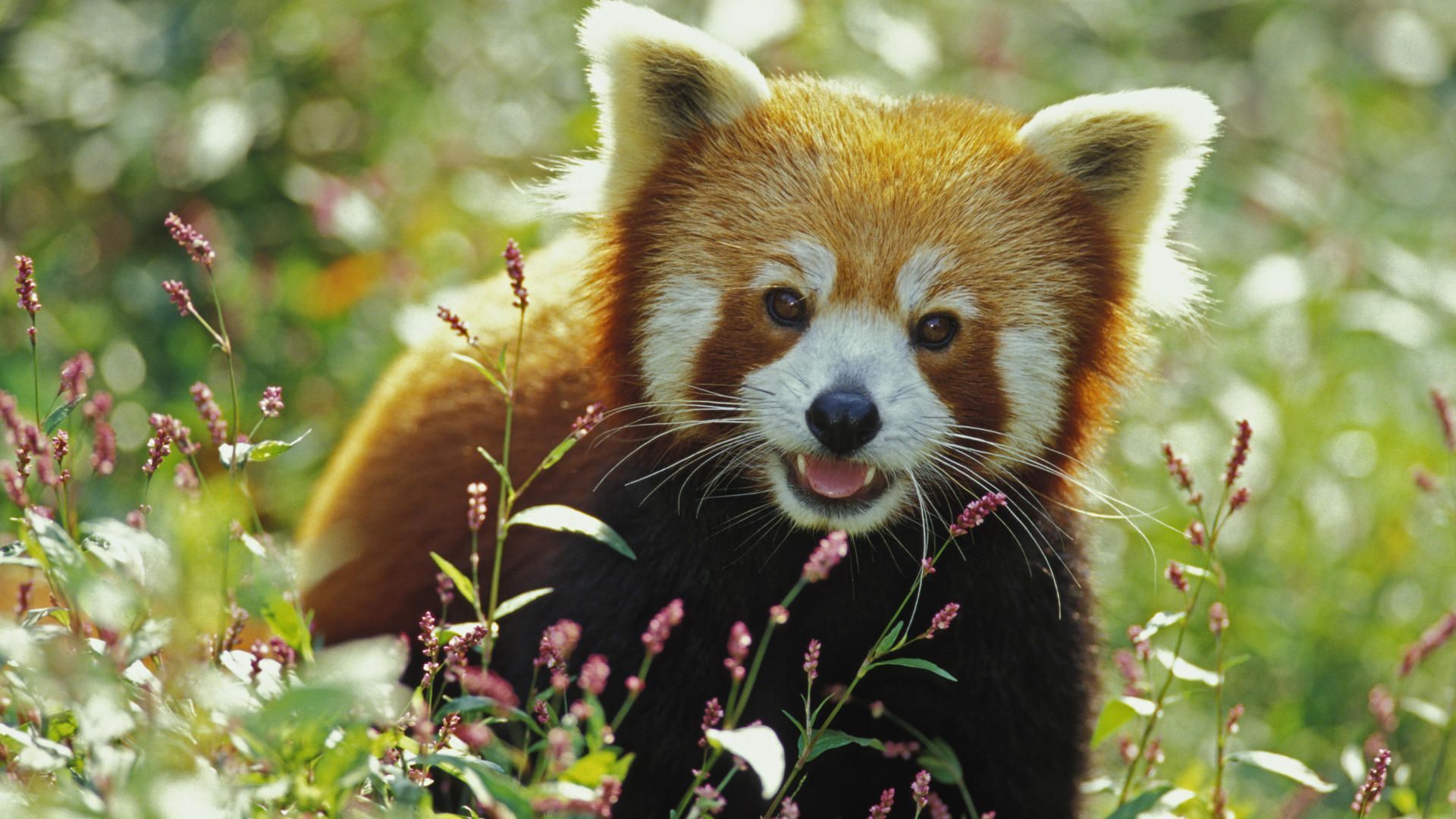 Baby Red Panda Picture, Hdq Cover - Desktop Background Red Panda , HD Wallpaper & Backgrounds