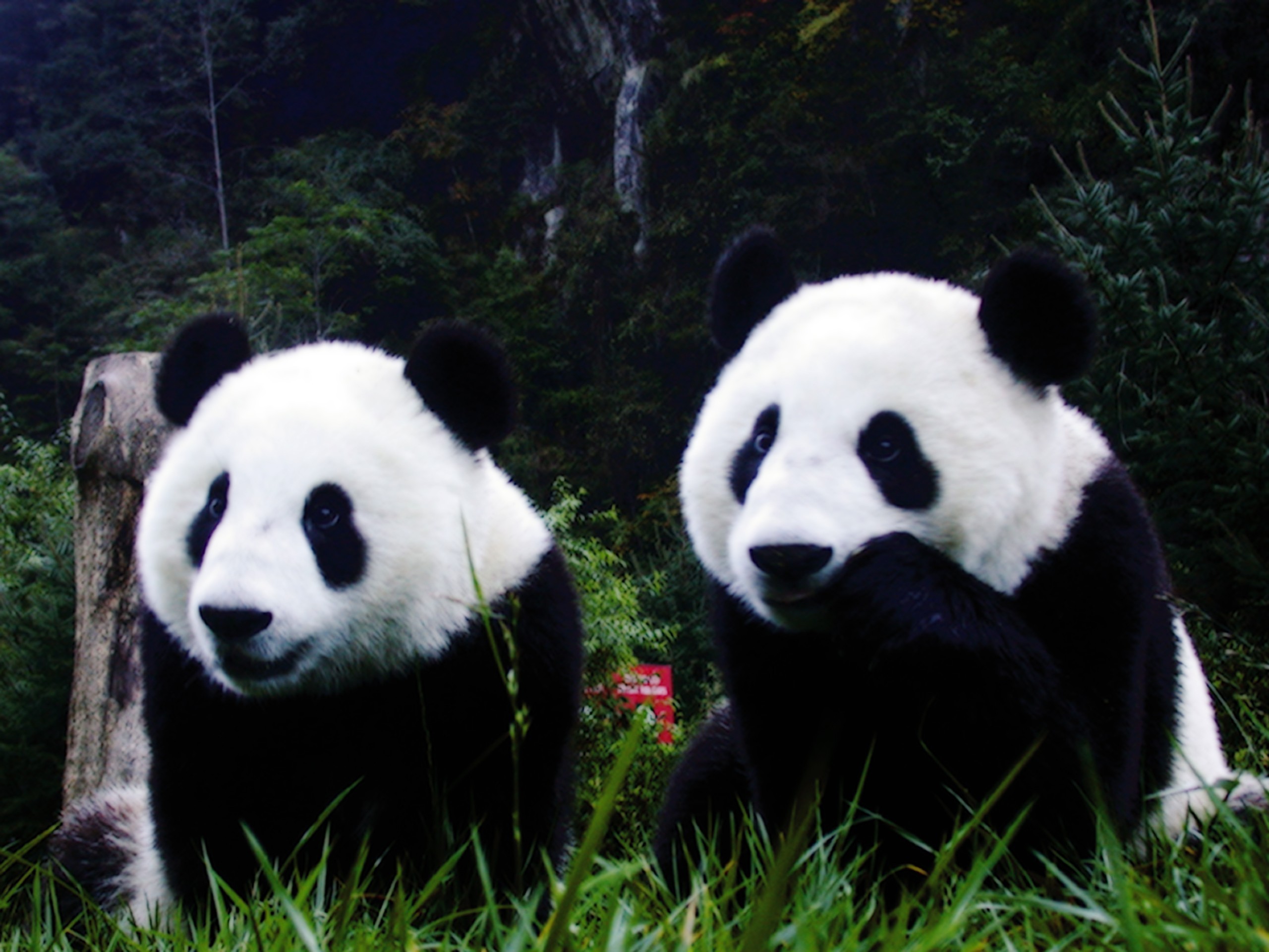 Photo Of Cute Panda Hd , HD Wallpaper & Backgrounds