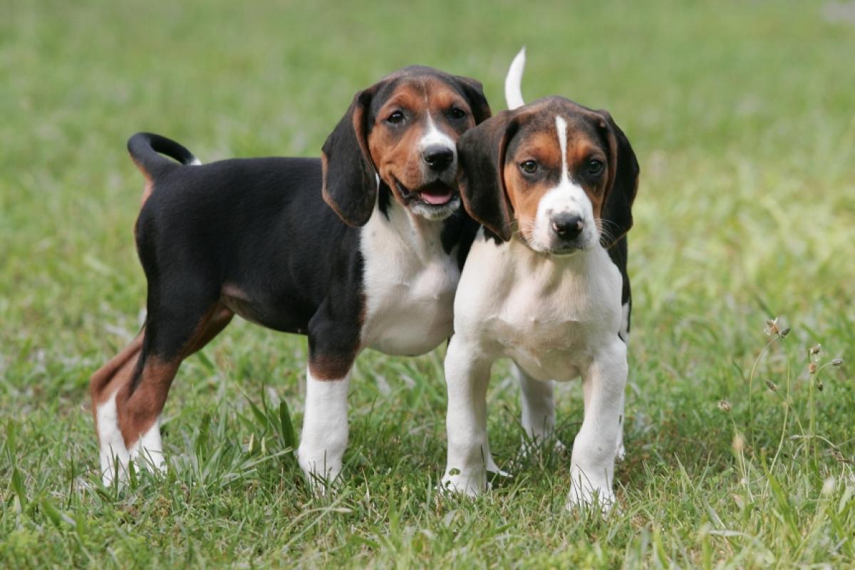 Dog Live Wallpaper Hd Desktop Wallpapers 4k Hd - Walker Coonhound Dog Puppies , HD Wallpaper & Backgrounds