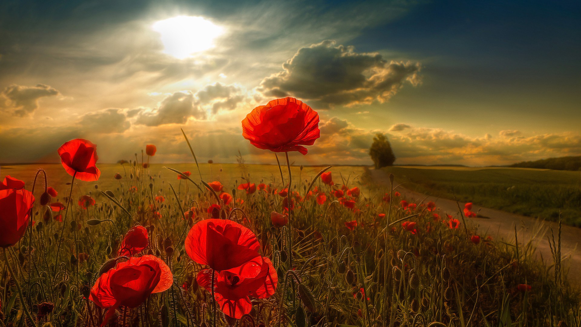 Sunlight Hd Wallpapers Download For Android Mobile Sunlight Hd Wallpapers Download For Android Mobile