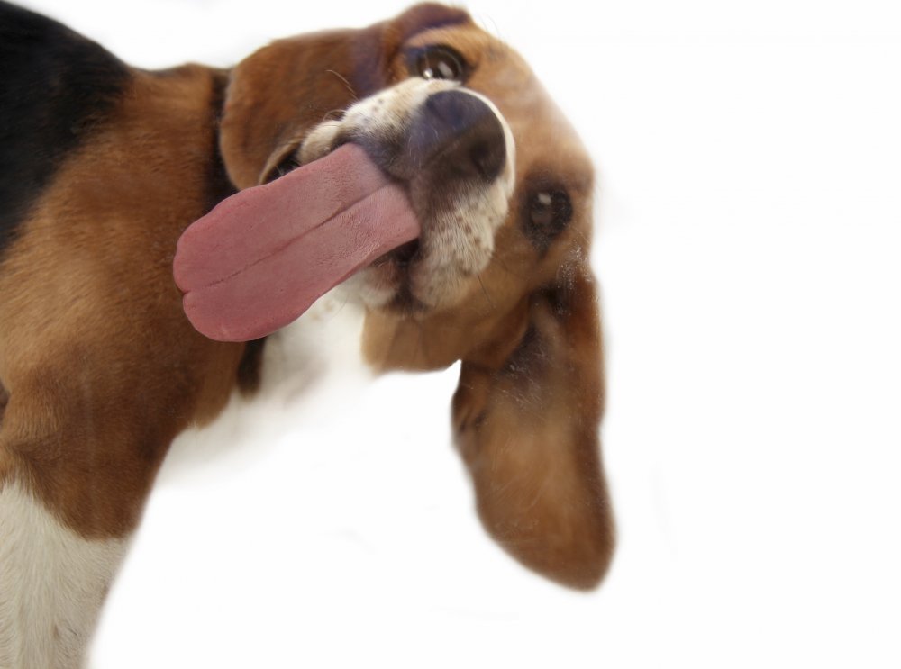 Dog - Dog Licking , HD Wallpaper & Backgrounds