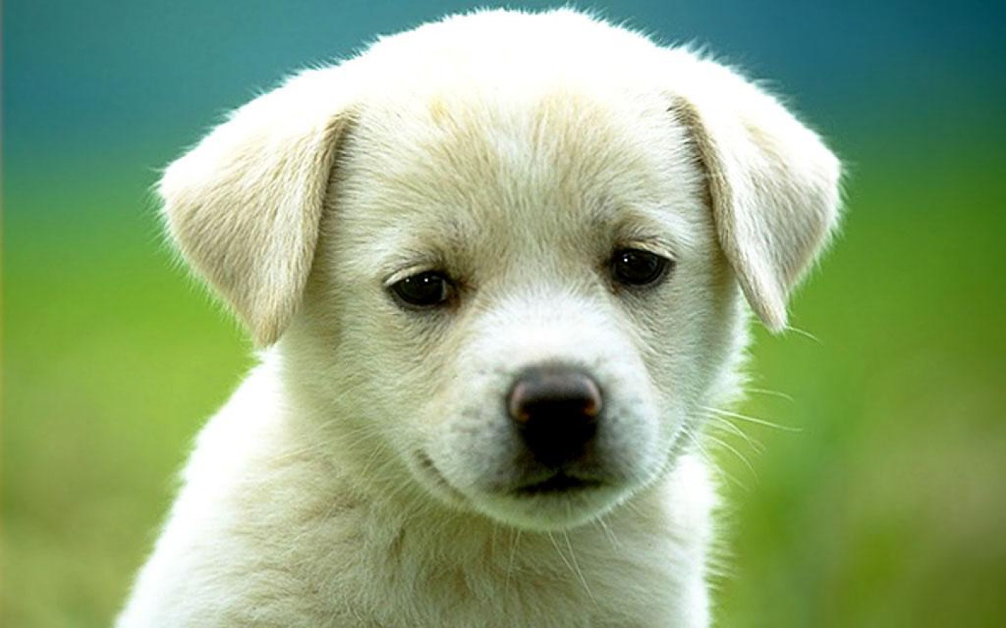 Sad Dog - White Dogs , HD Wallpaper & Backgrounds
