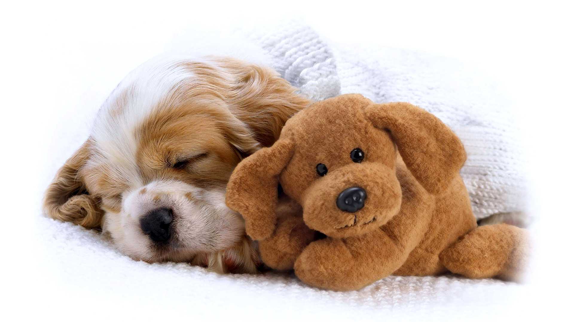 Desktop Dog Live Wallpaper - Cute Dog Good Night , HD Wallpaper & Backgrounds