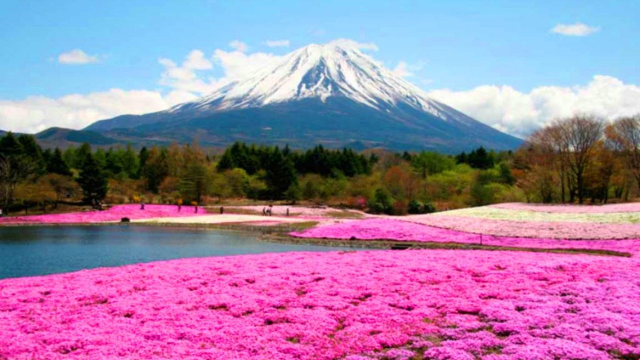 Beautiful Fields Of Flowers , HD Wallpaper & Backgrounds