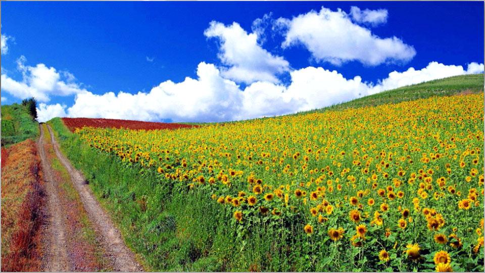 Nice Nature Background Hd 435869 Hd Wallpaper Backgrounds