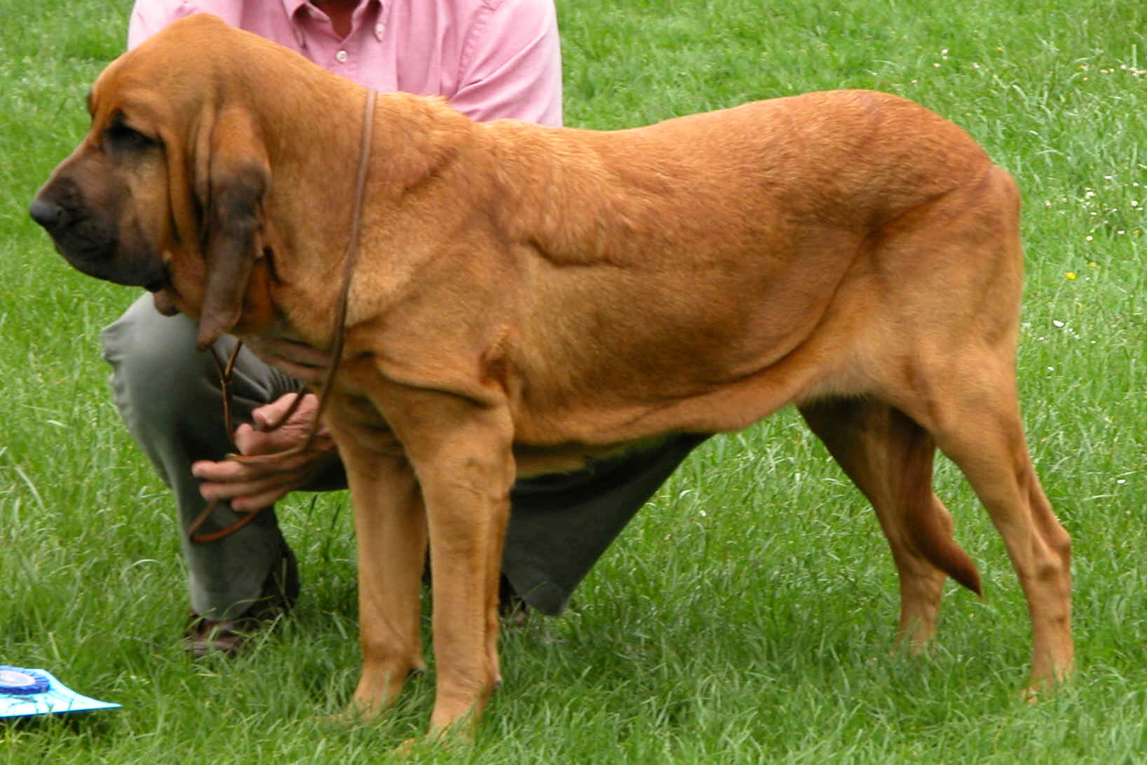 Bloodhound - Red Female Bloodhound , HD Wallpaper & Backgrounds