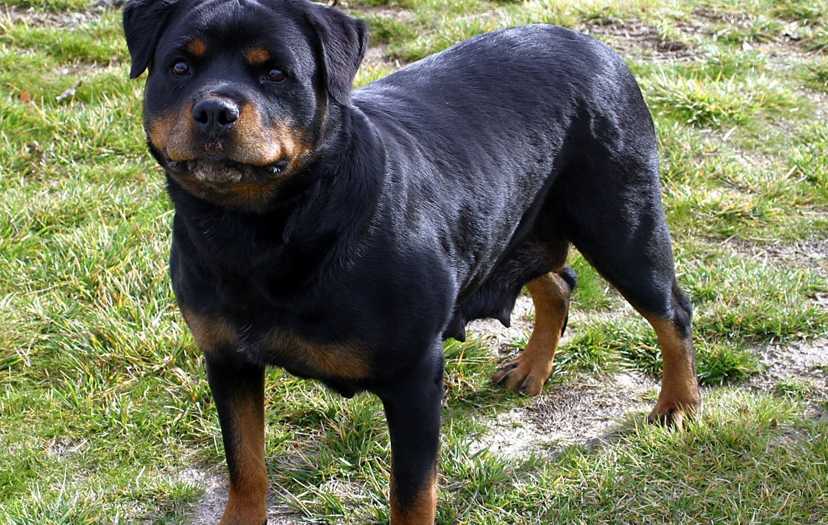 Dogs Rottweiler Dog Images Running For Hd - Female Rottweiler , HD Wallpaper & Backgrounds