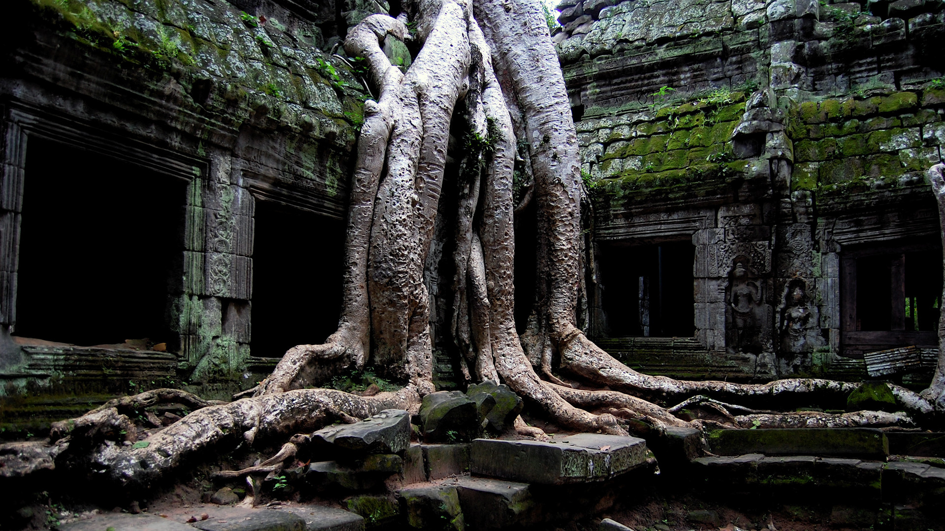 Full Hd Wallpapers Download 1080p Desktop Backgrounds Ta Prohm