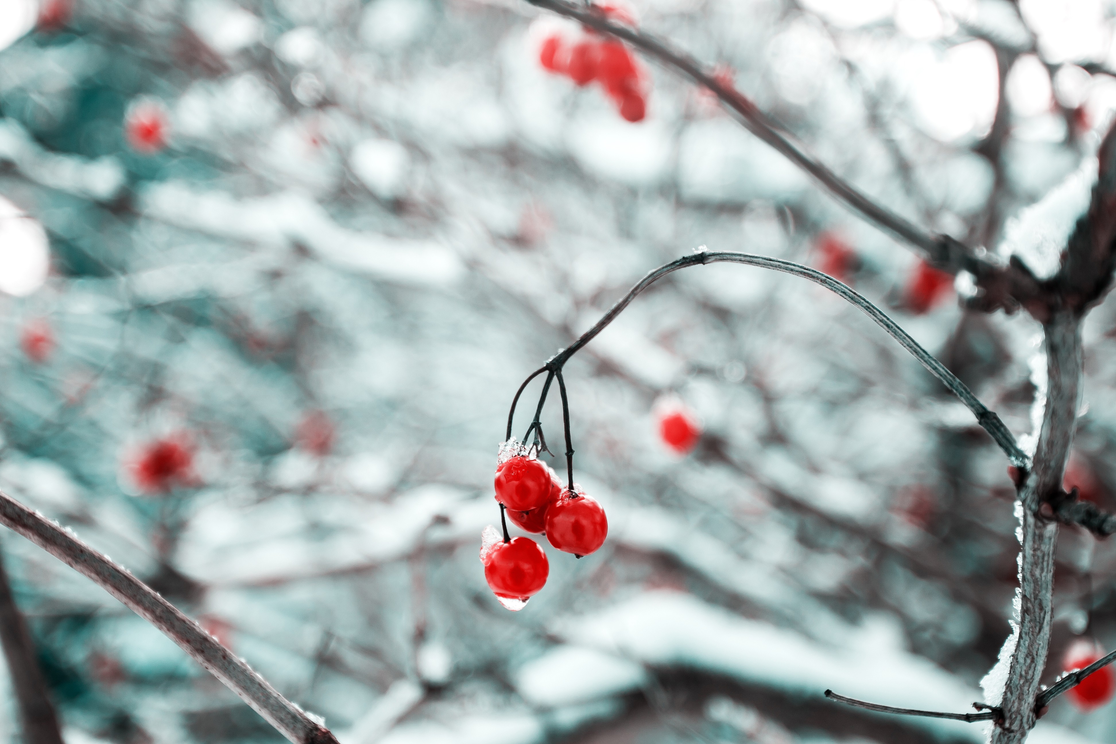 Cherries, Branch, Snow, Ice, Nature - Winter Solstice Craft For Kids , HD Wallpaper & Backgrounds
