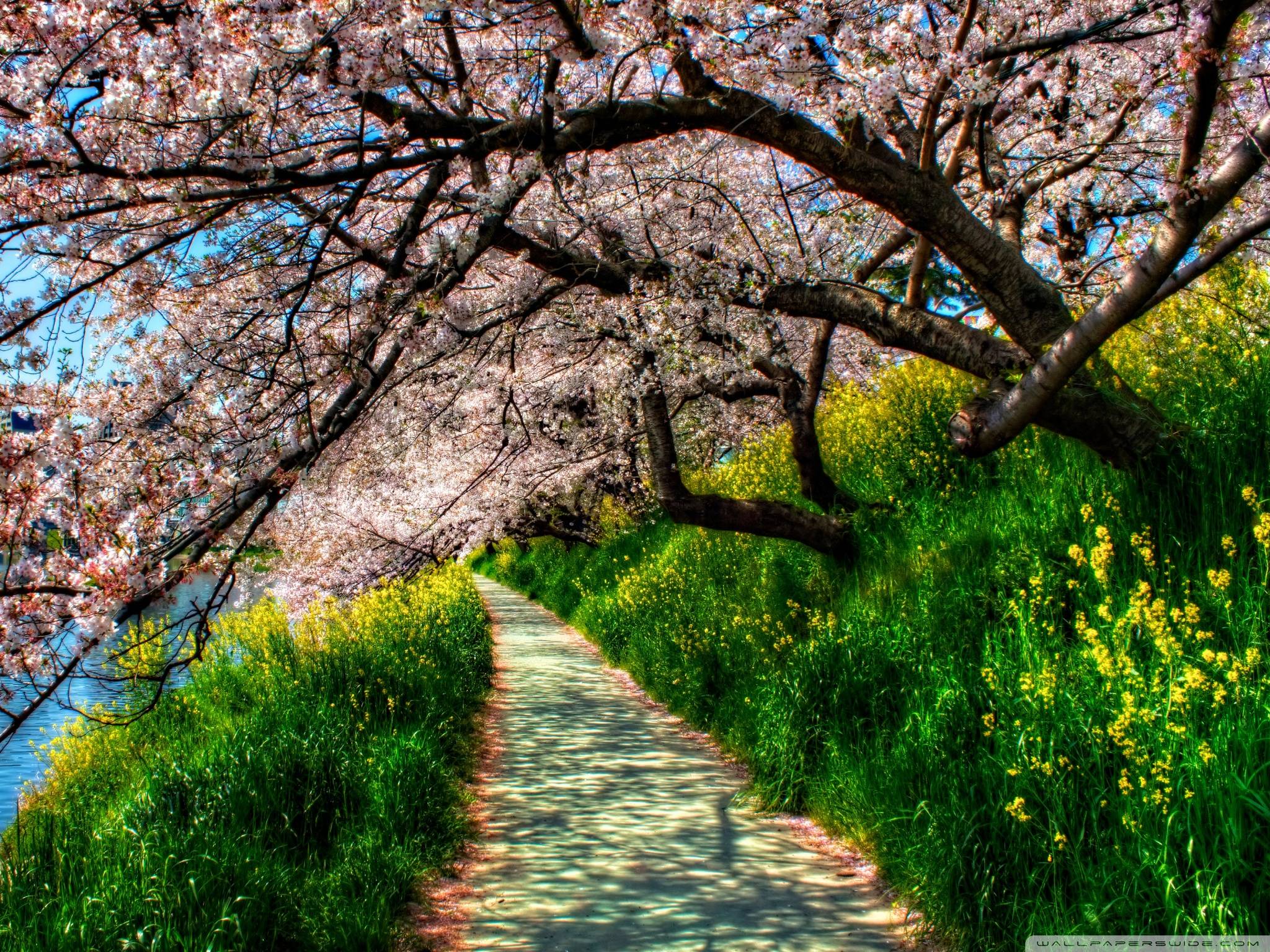 Save Original Image * Non Live Wallpaper Image - 1440p Wallpaper Cherry Blossom , HD Wallpaper & Backgrounds