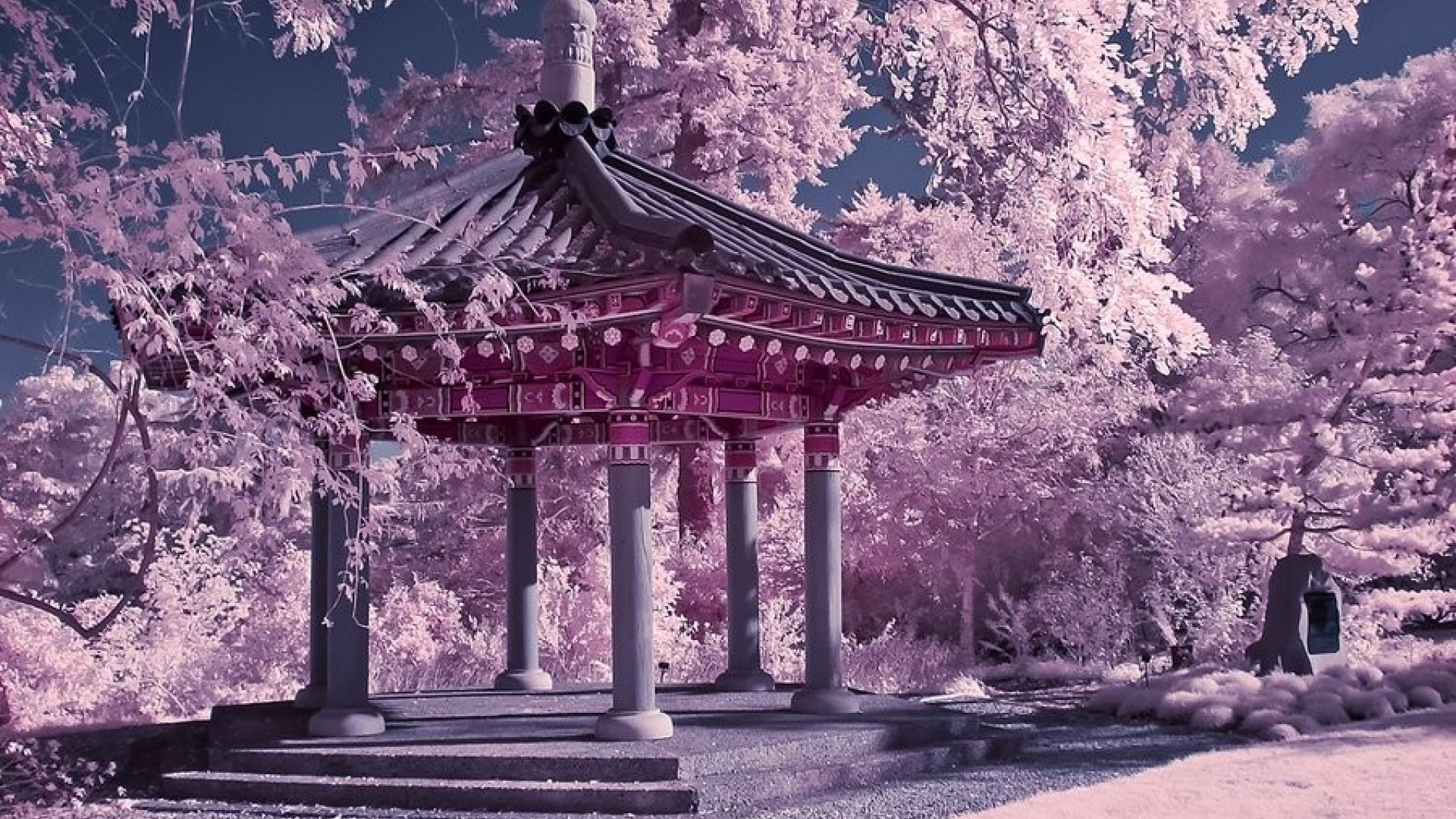 Cherry Blossom Chinese Garden , HD Wallpaper & Backgrounds