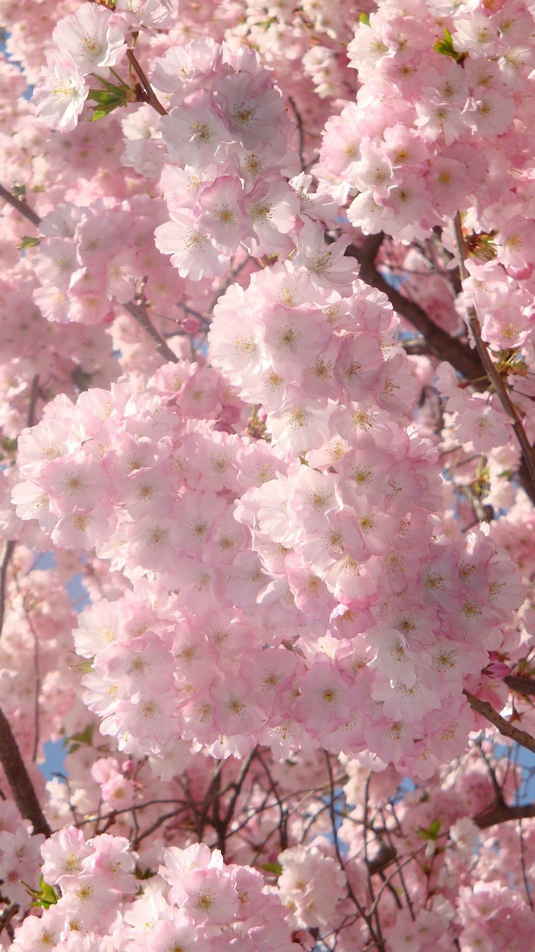 Pink Cherry Blossoms Iphone 6 Wallpapers Hd - Iphone 7 Plus Cherry Blossom Background , HD Wallpaper & Backgrounds