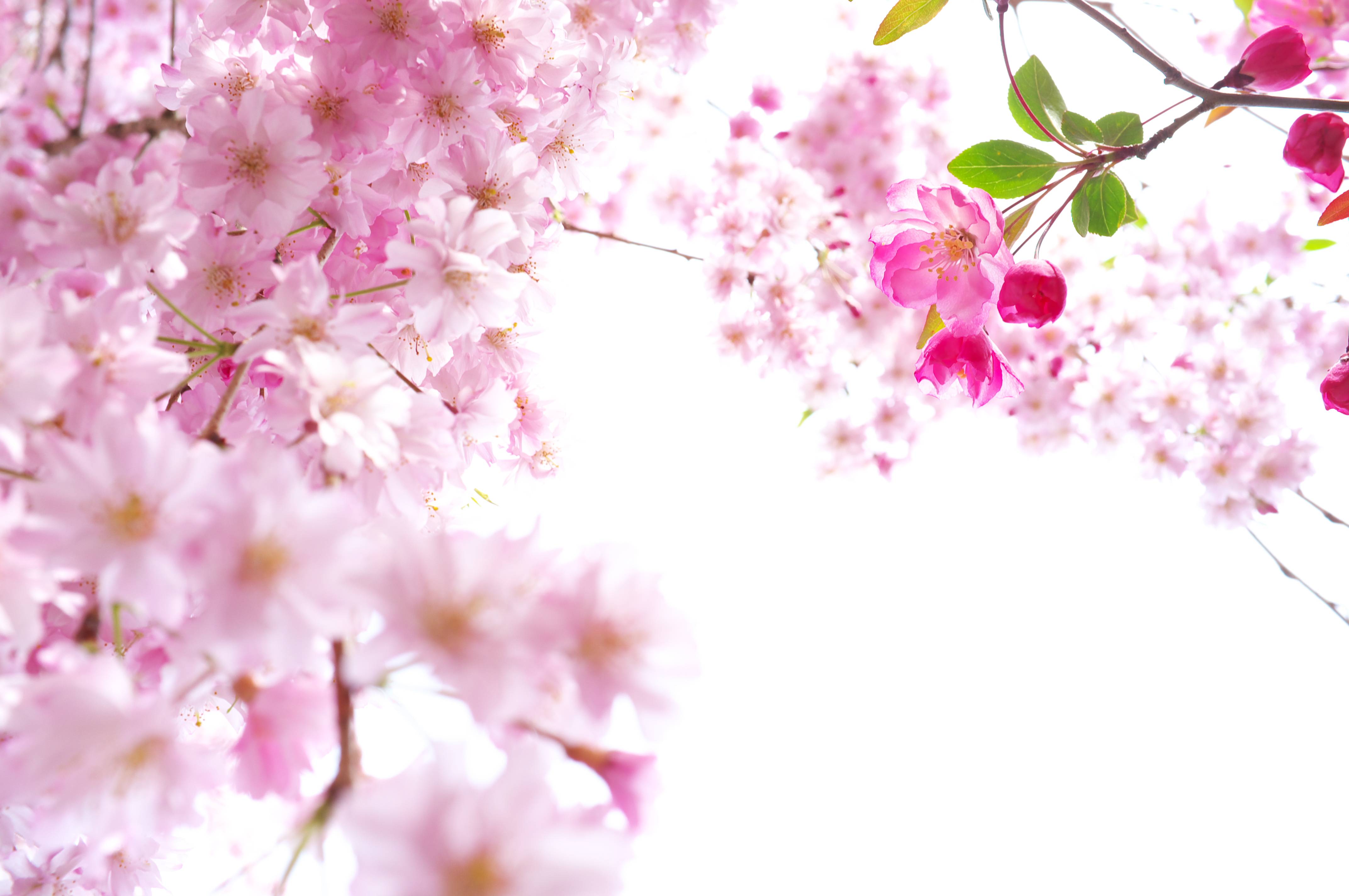 Beautiful Sakura Wallpaper Hd - Background Hello Kitty Pink , HD Wallpaper & Backgrounds