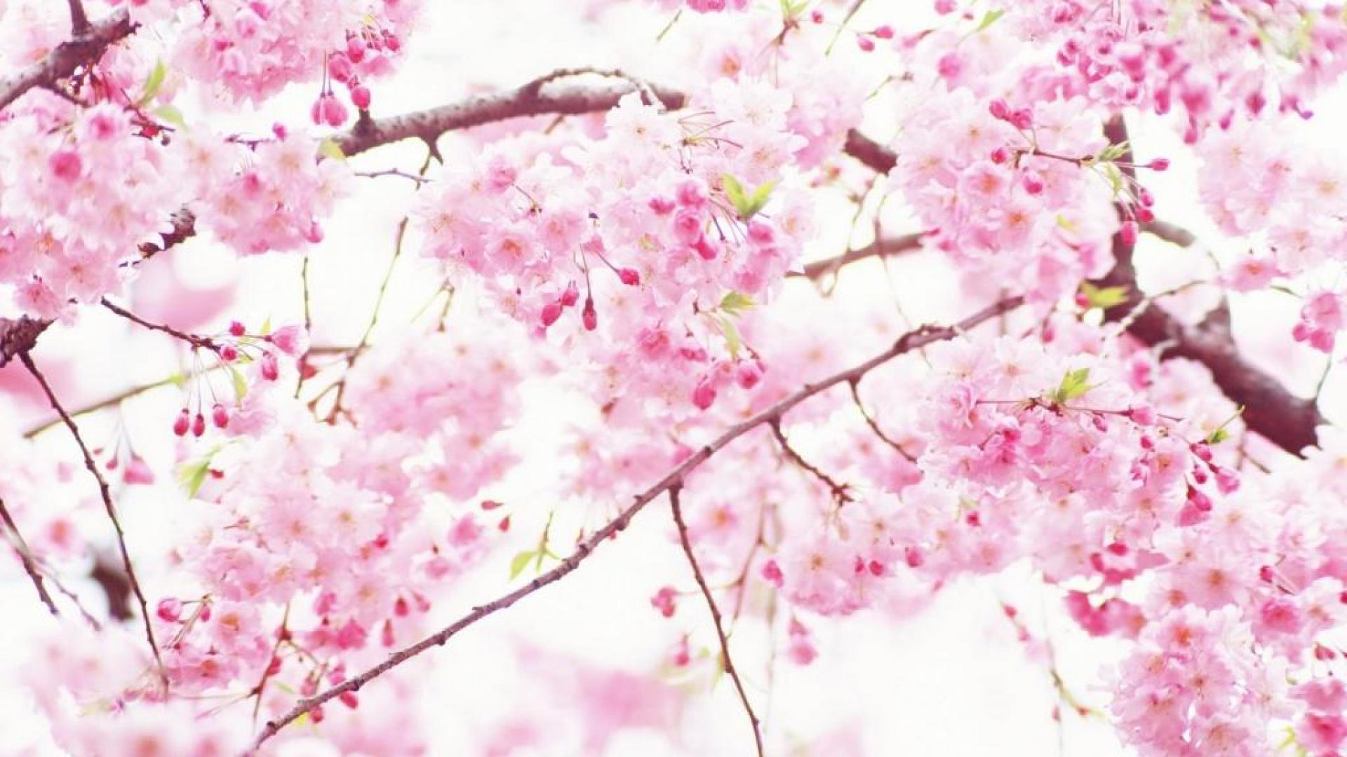 Wallpapers Cherry Blossom Sakura - Cherry Blossom , HD Wallpaper & Backgrounds