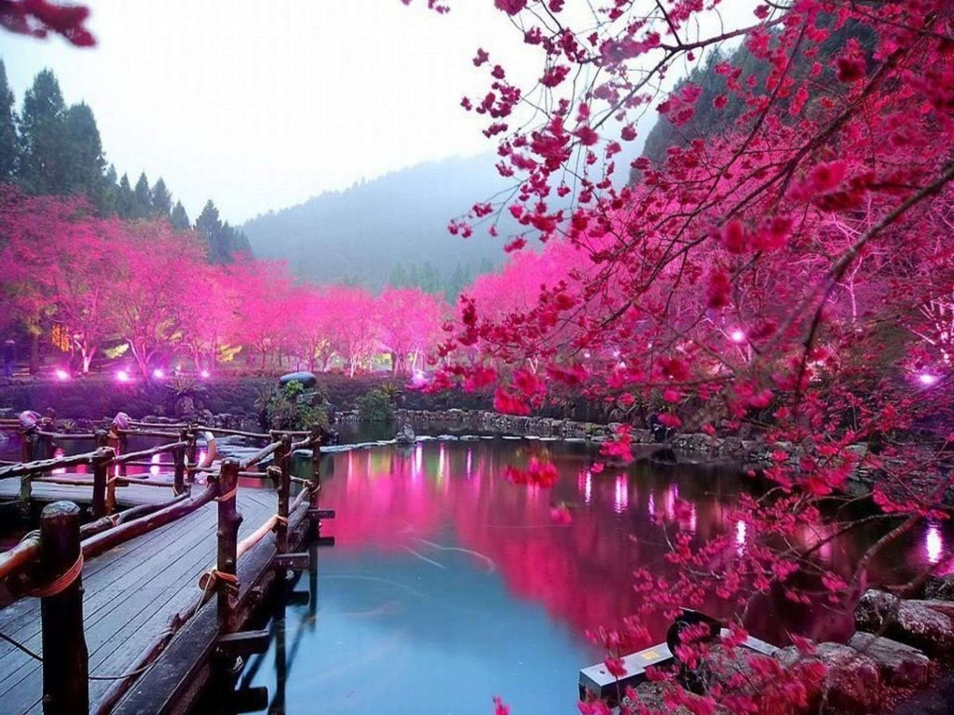 Sakura Flowers Live Wallpapers Android Apps And Tests - Cherry Blossom Lake Sakura Japan , HD Wallpaper & Backgrounds