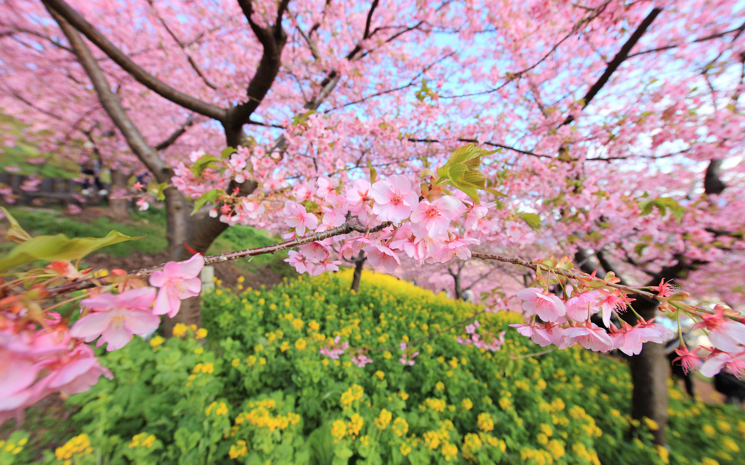 Cherry Blossom Wallpaper - Japanese Cherry Blossom Hd , HD Wallpaper & Backgrounds