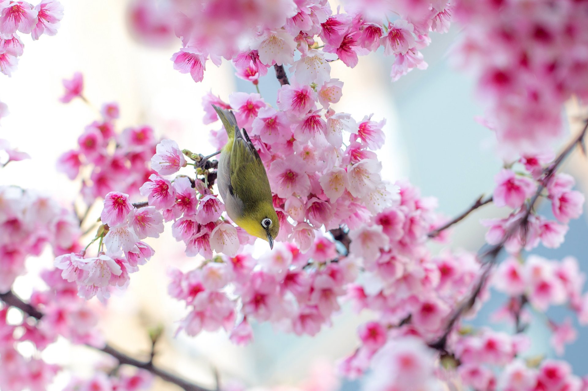 Sakura Tree Live Wallpaper Desktophut - Pink Cherry Blossom Wallpaper Hd , HD Wallpaper & Backgrounds