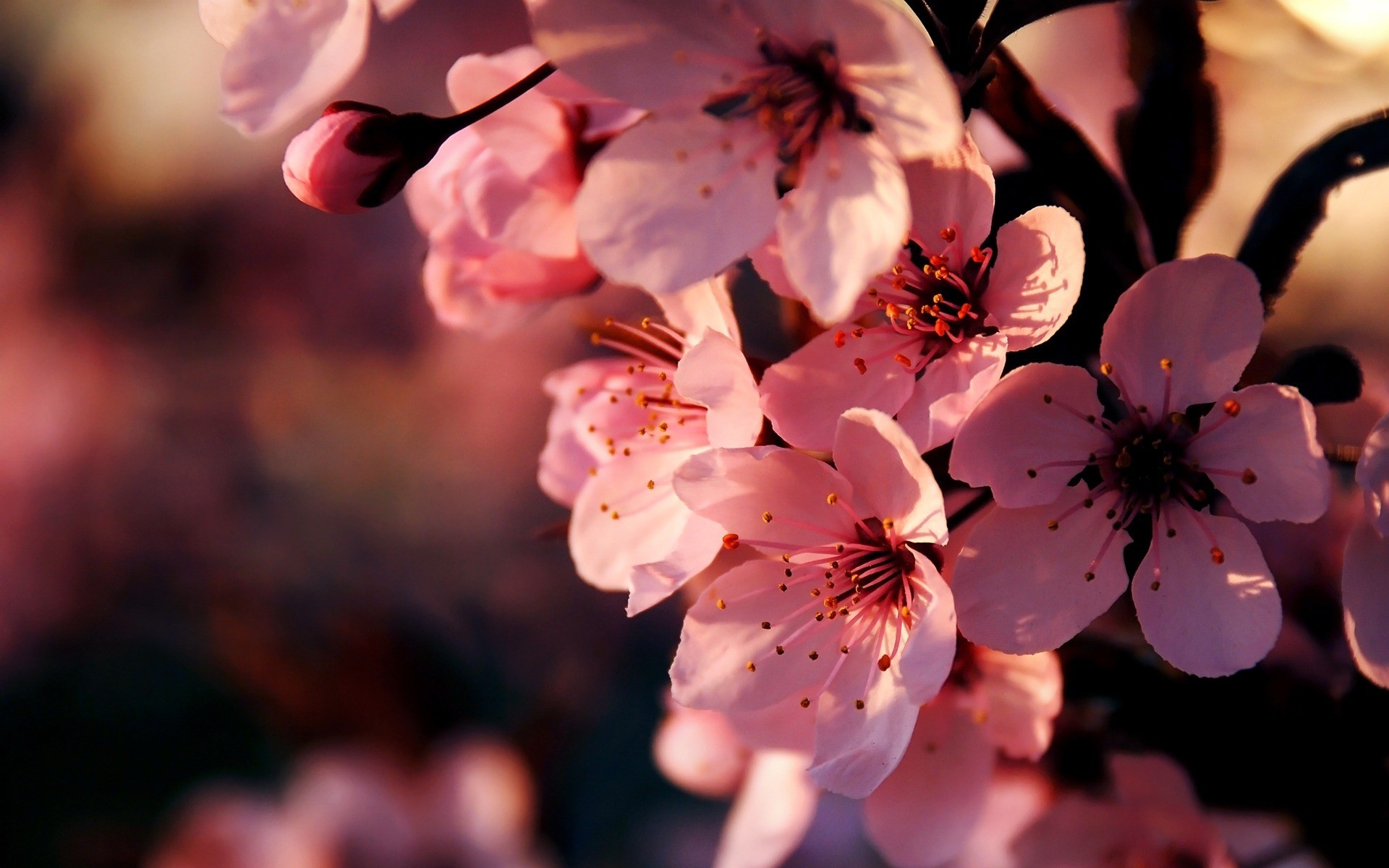 Macro Pink Sakura Flowers Wallpaper Images Hd Free , HD Wallpaper & Backgrounds