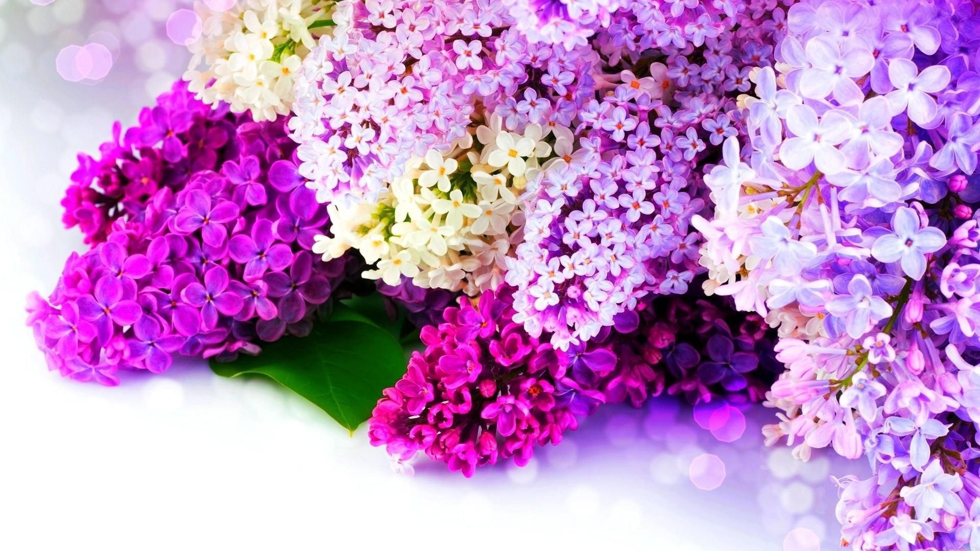 If You Found Any Images Copyrighted To Yours, Please - Real Flower Background Hd , HD Wallpaper & Backgrounds