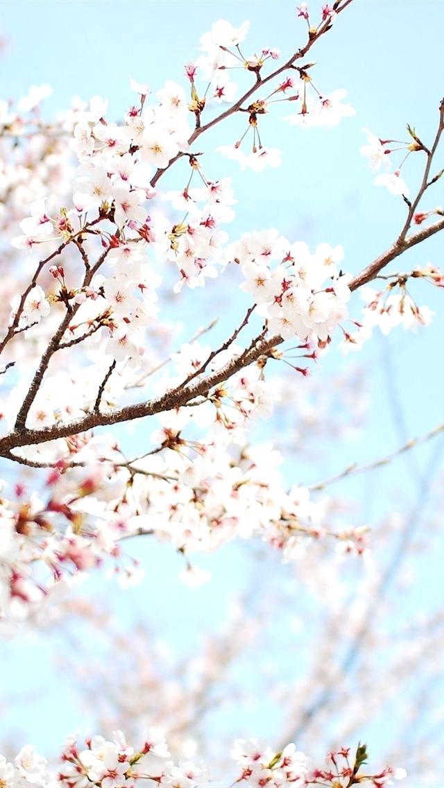 Cherry Blossom Wallpaper The Cherry Blossoms In Spring - Cherry Blossom Wallpaper Hd Phone , HD Wallpaper & Backgrounds